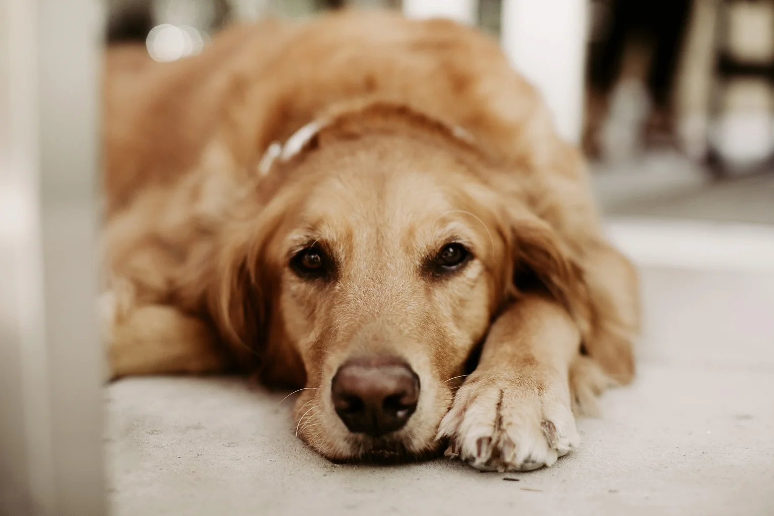 Rando Napa Wedding_1618.jpg