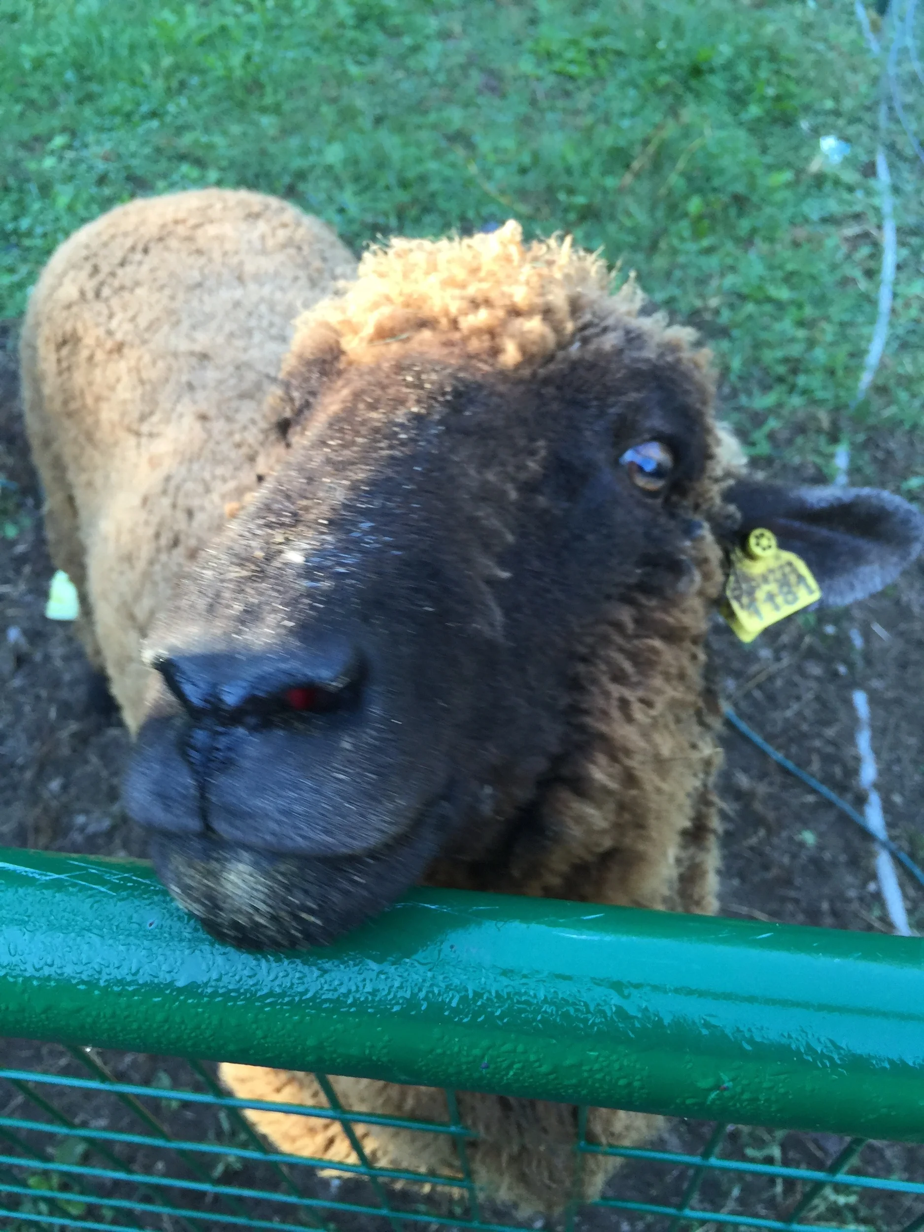 Darra - Came home 09/20/15