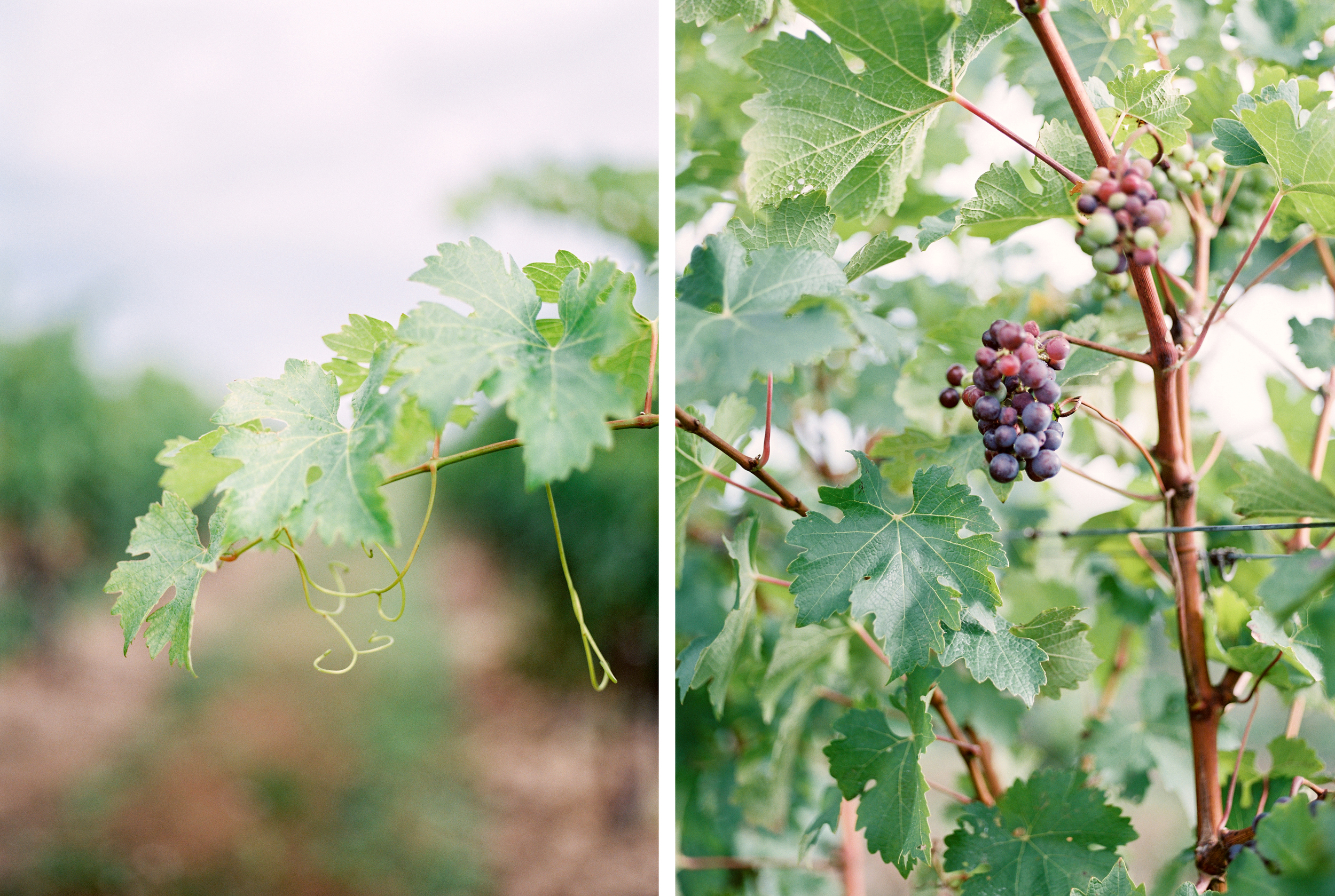 Rockway Vineyard Shoot-FILM (23-24).jpg