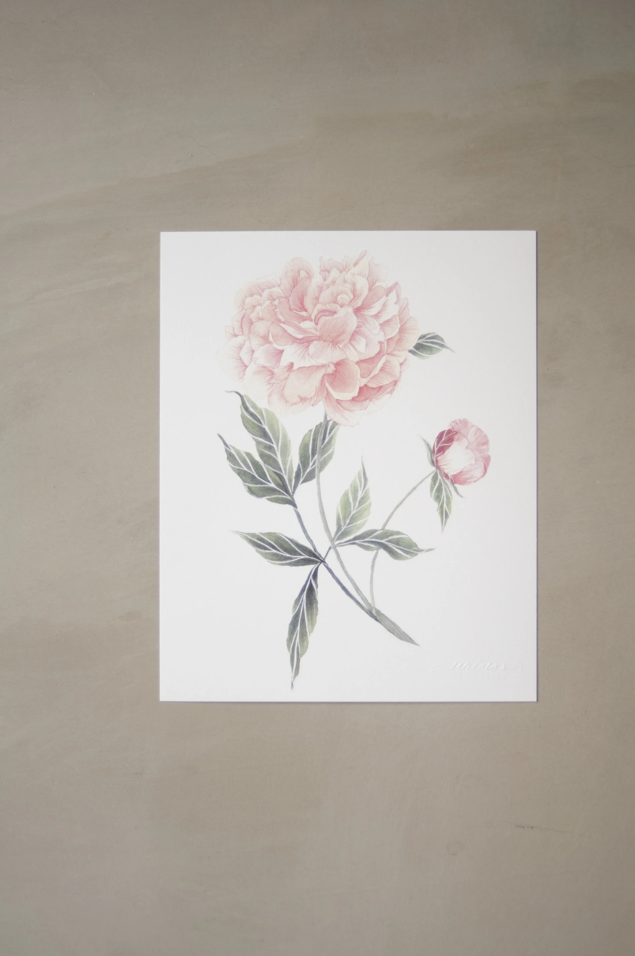 Seniman Calligraphy Peony Botanical Watercolor Artprints_3.jpg
