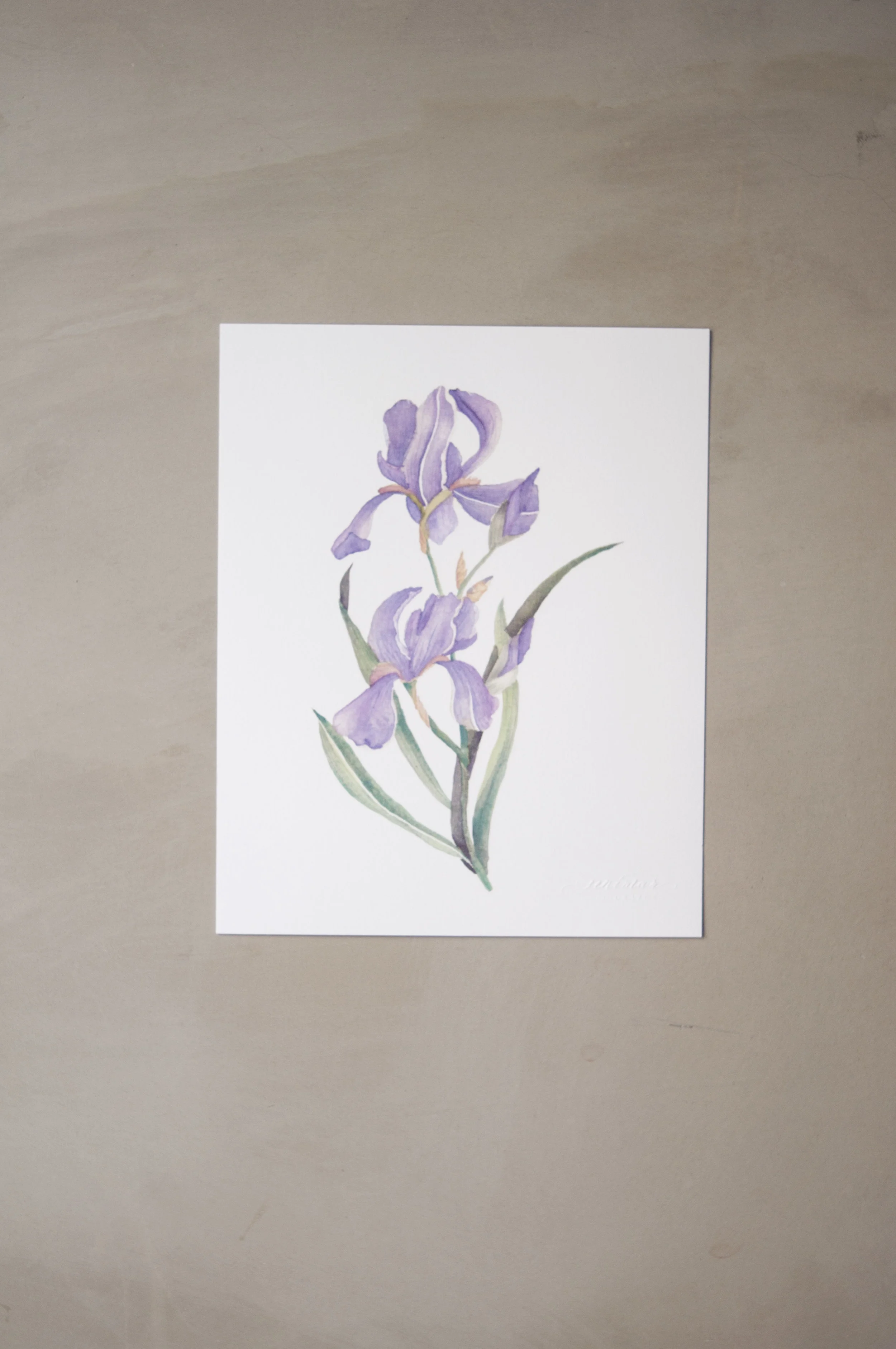 Seniman Calligraphy Iris Botanical Watercolor Artprints_3.jpg