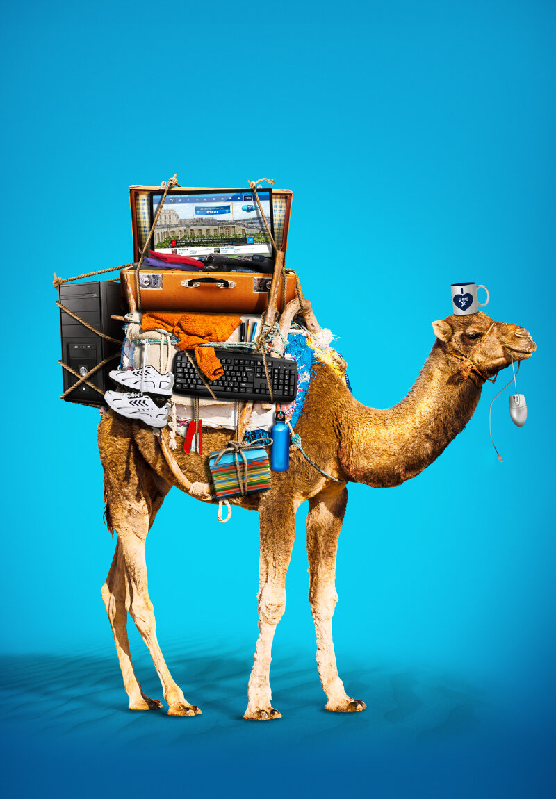 GCC-camel.jpg