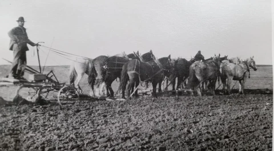Plowing the fields of the homestead near Highwood