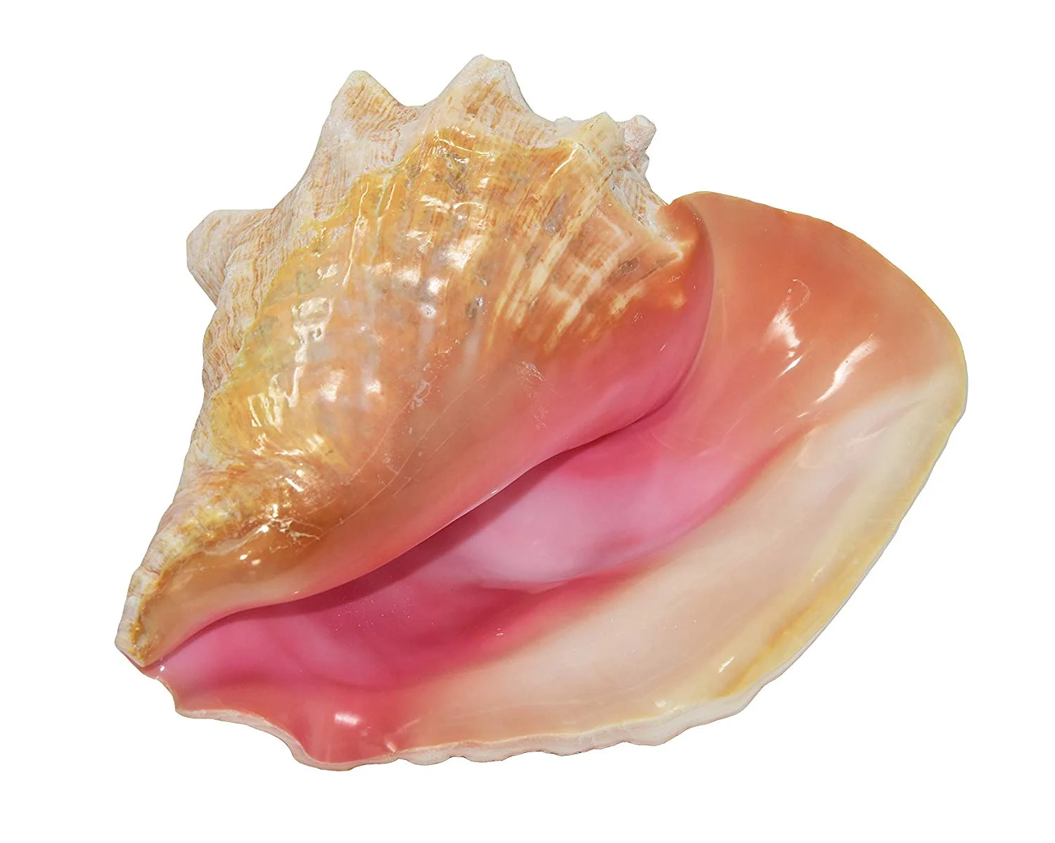 Conk Shell