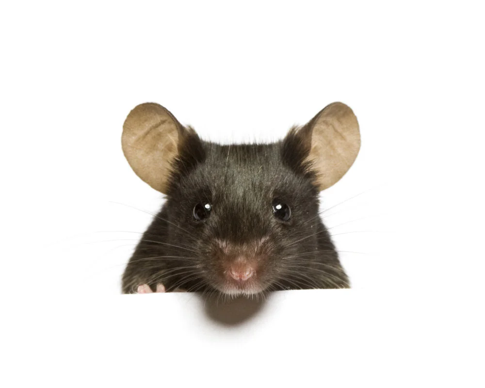 mouse.jpg