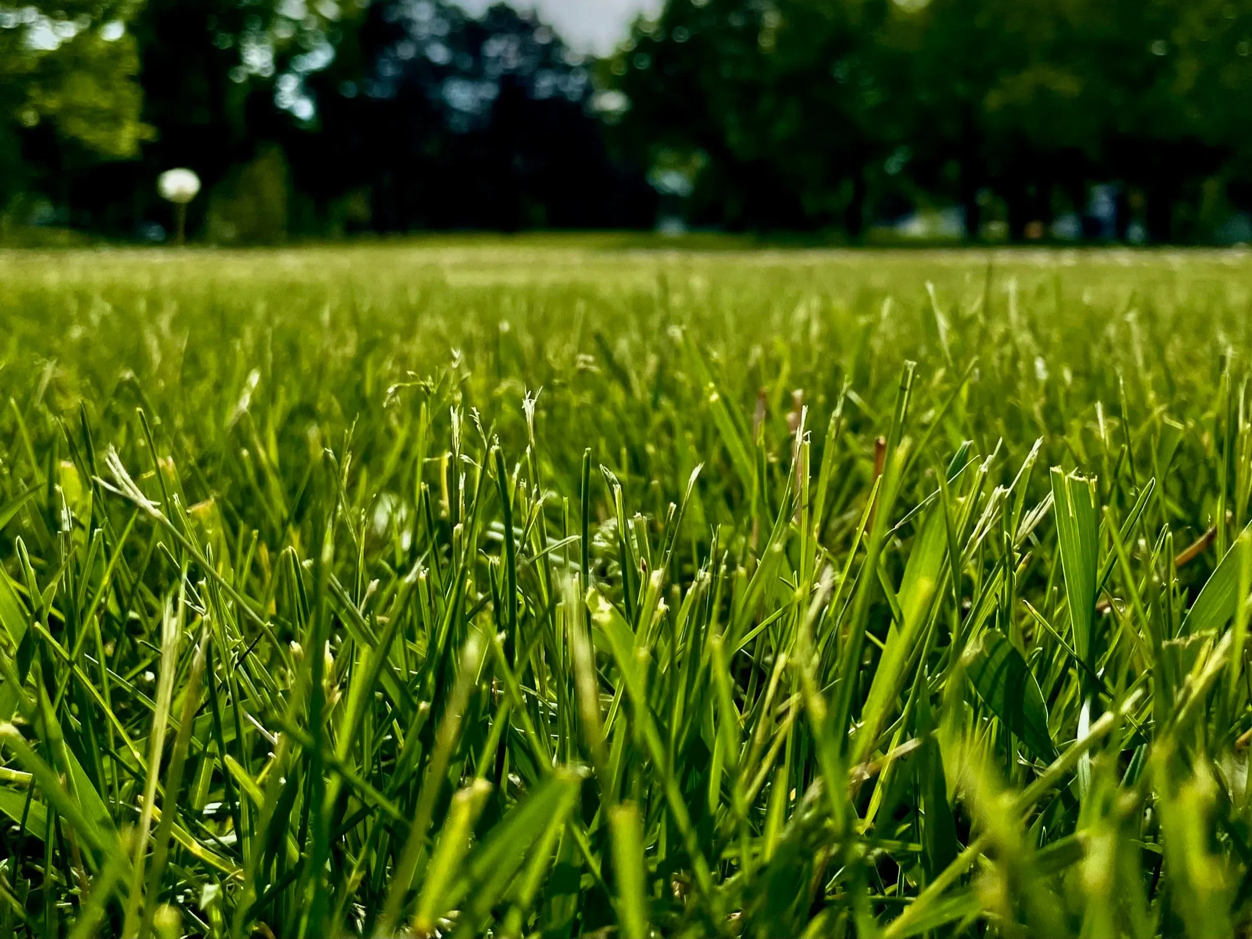 Park.jpg