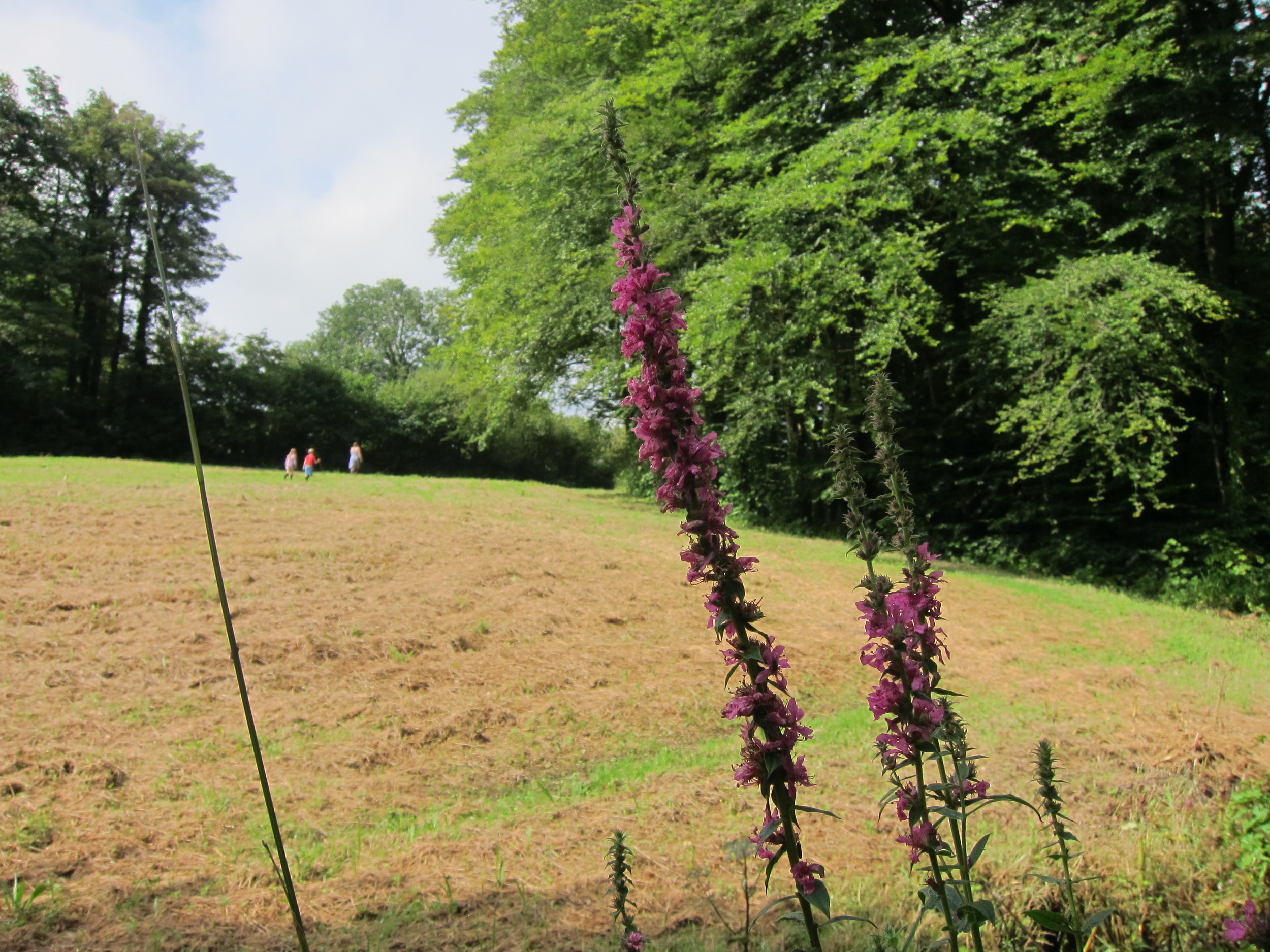 Bottom field - 5 mins walk from the Lodge