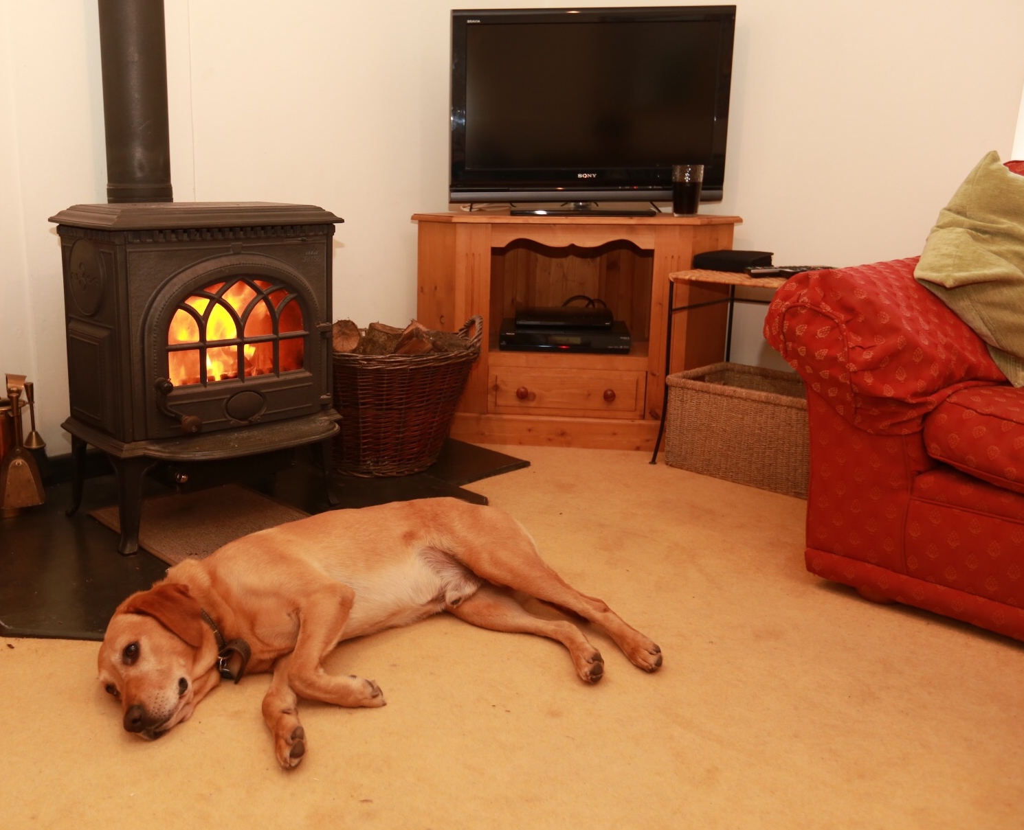 Basil making himself at home in front of fire !