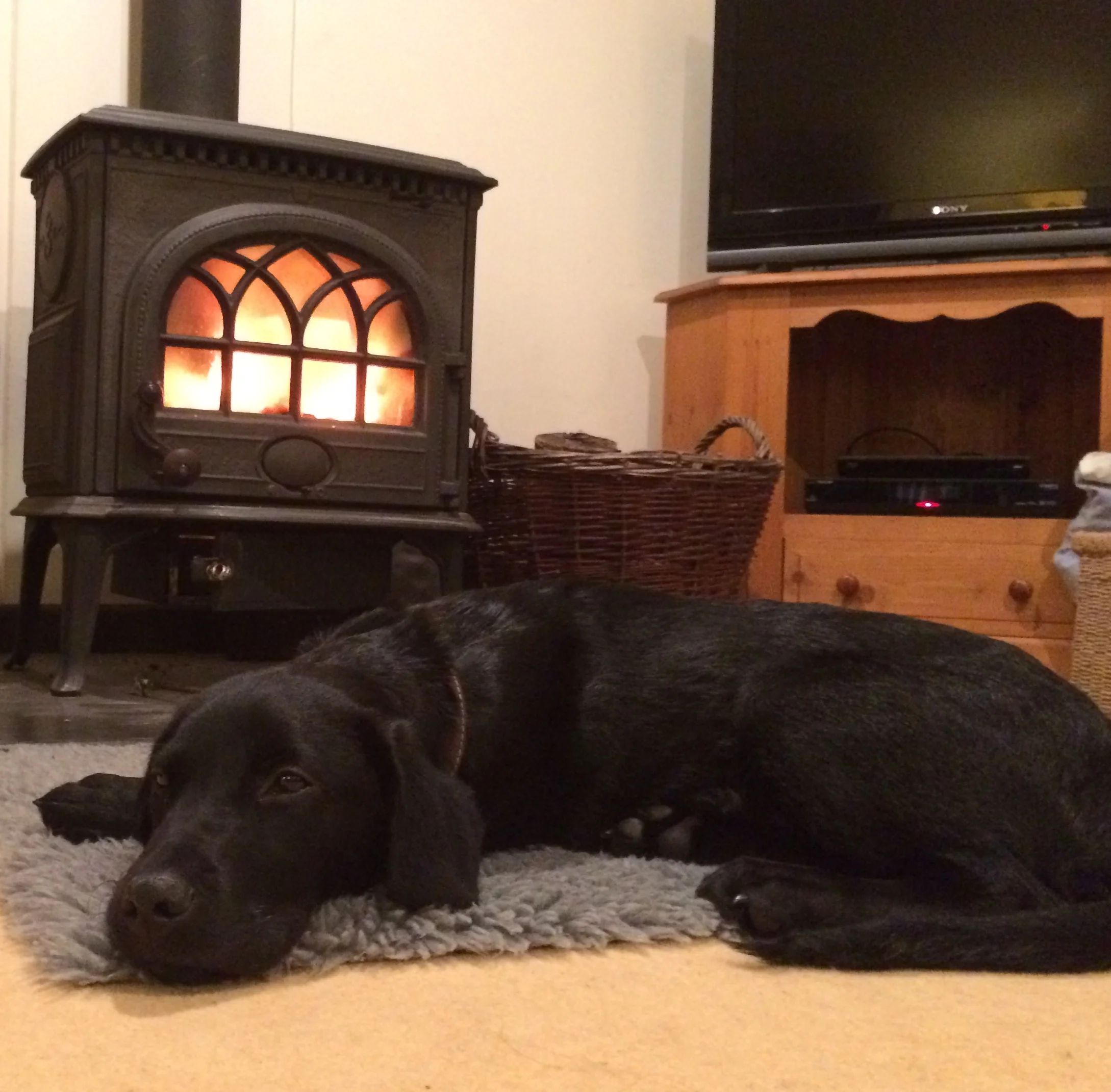 Alfie C enjoying the fire