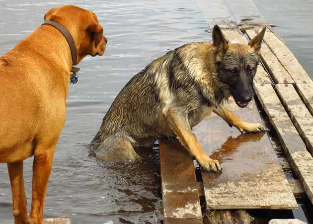 Wet dog. This is going to be fun in the trailer.