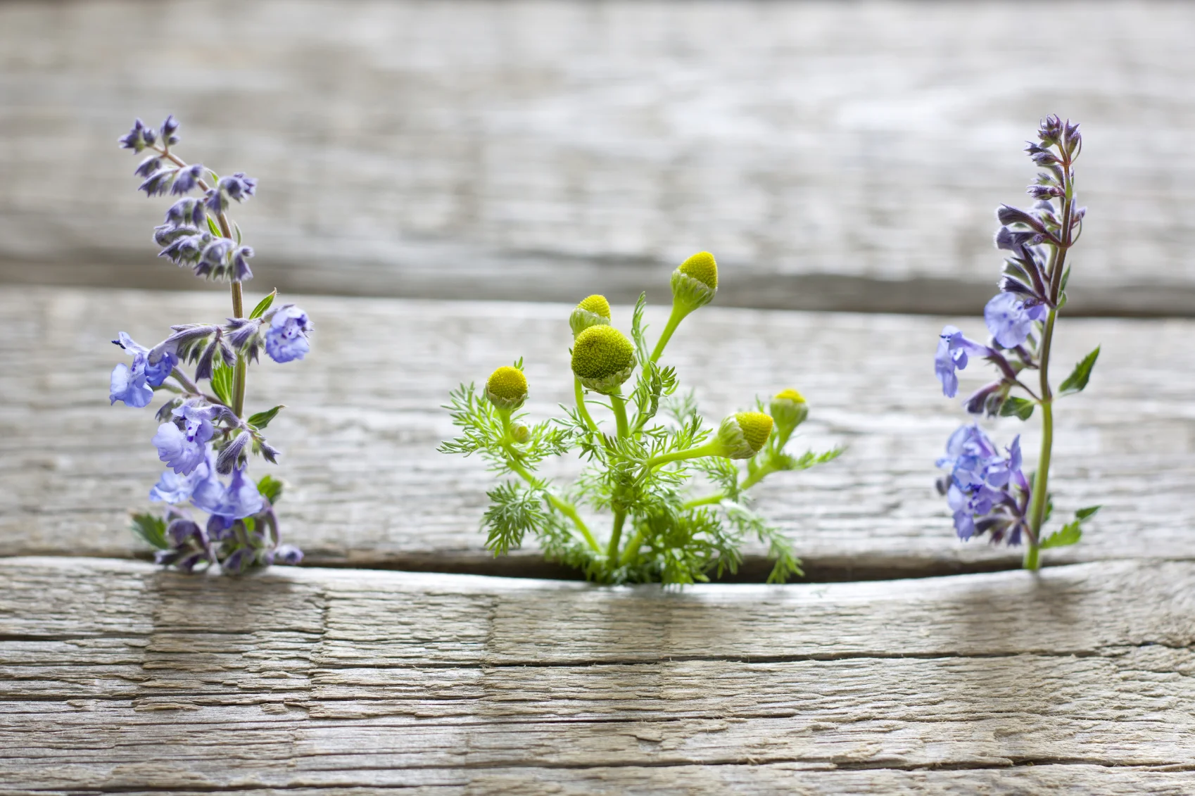 chamomile in wood.jpg