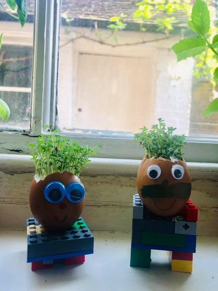 How to Grow Your Own Cress Egg Heads