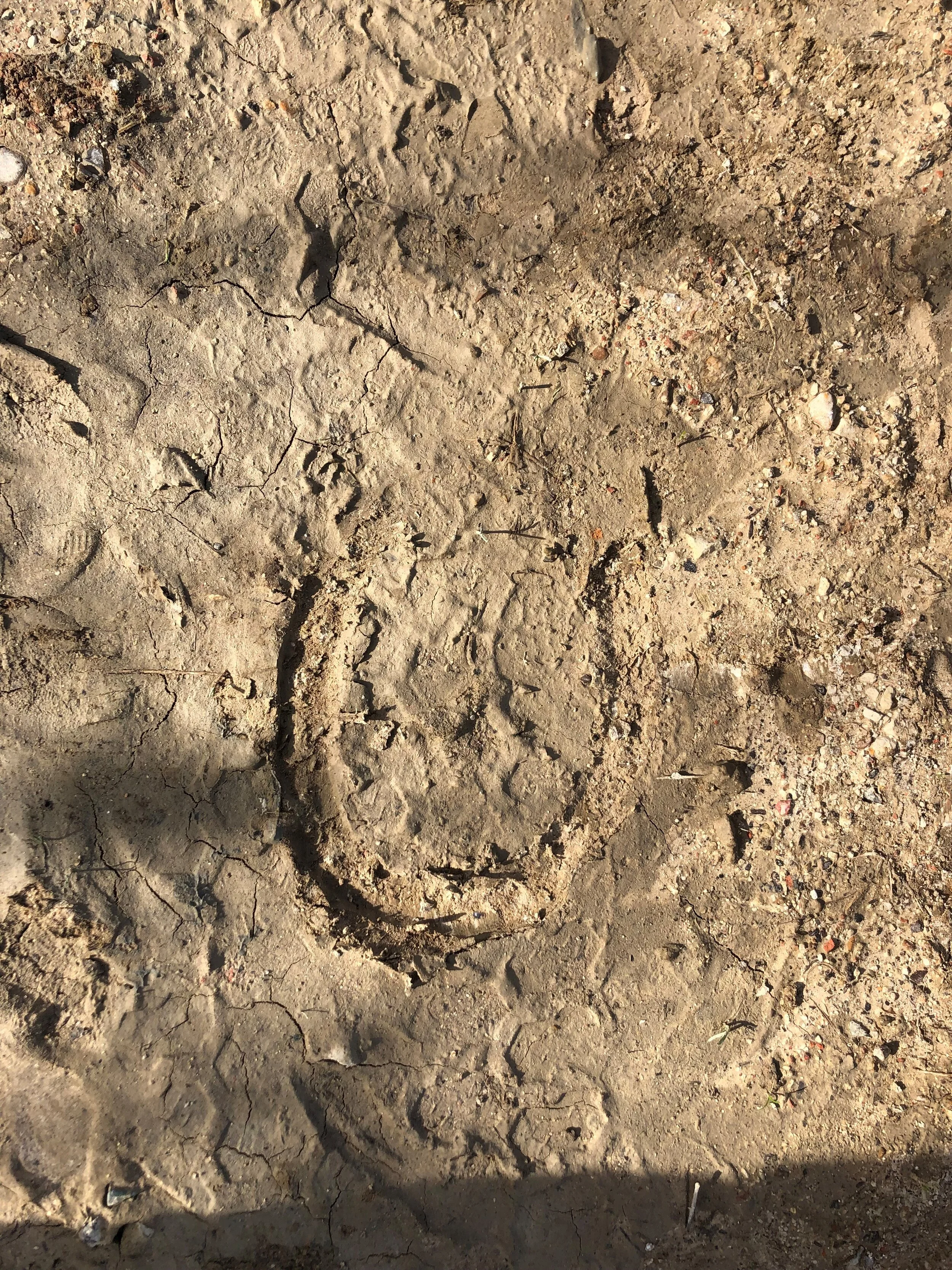 Footprint Traps — Nature Nurture Sussex