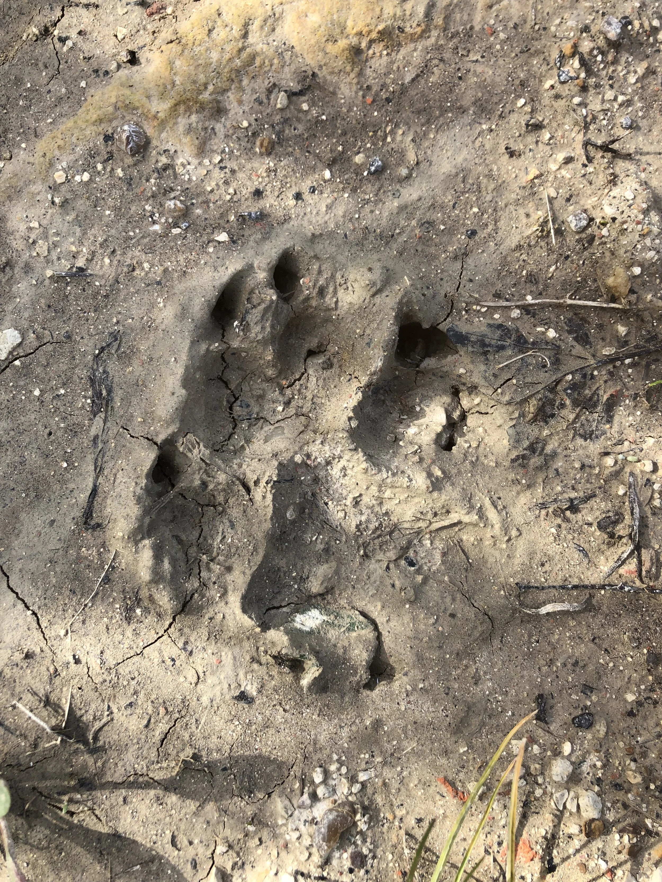 Footprint Traps — Nature Nurture Sussex