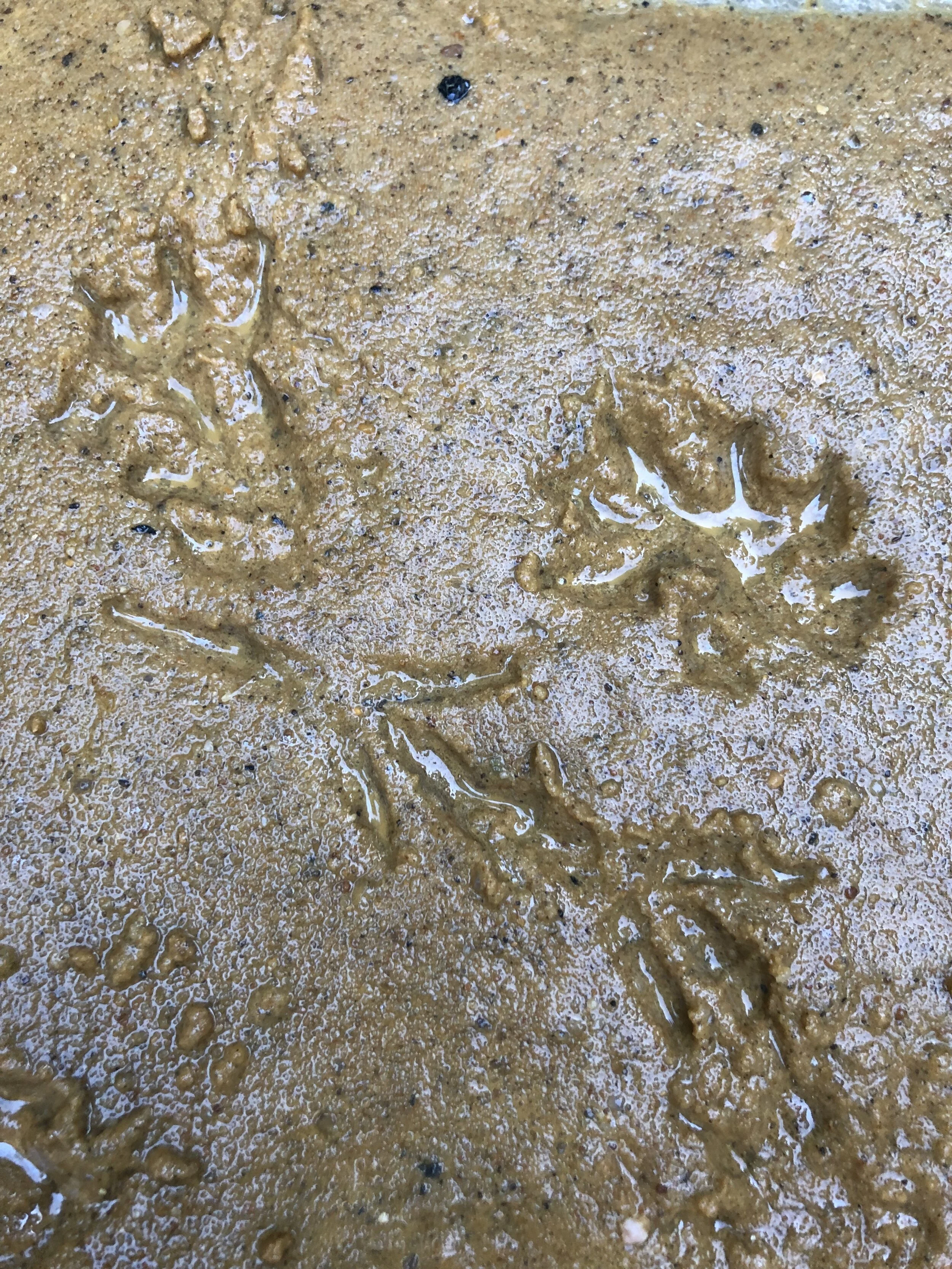 Footprint Traps — Nature Nurture Sussex