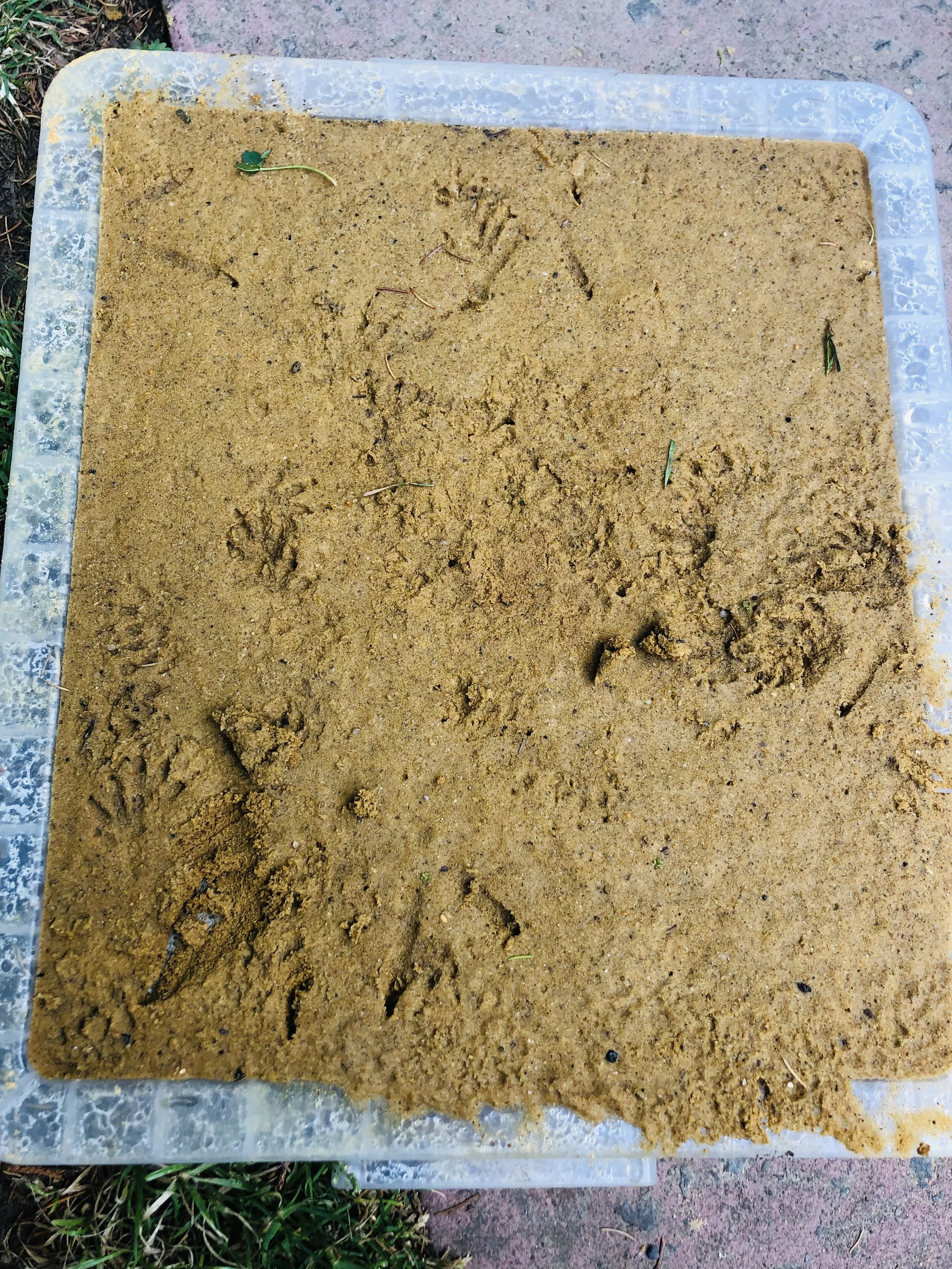 Footprint Traps — Nature Nurture Sussex