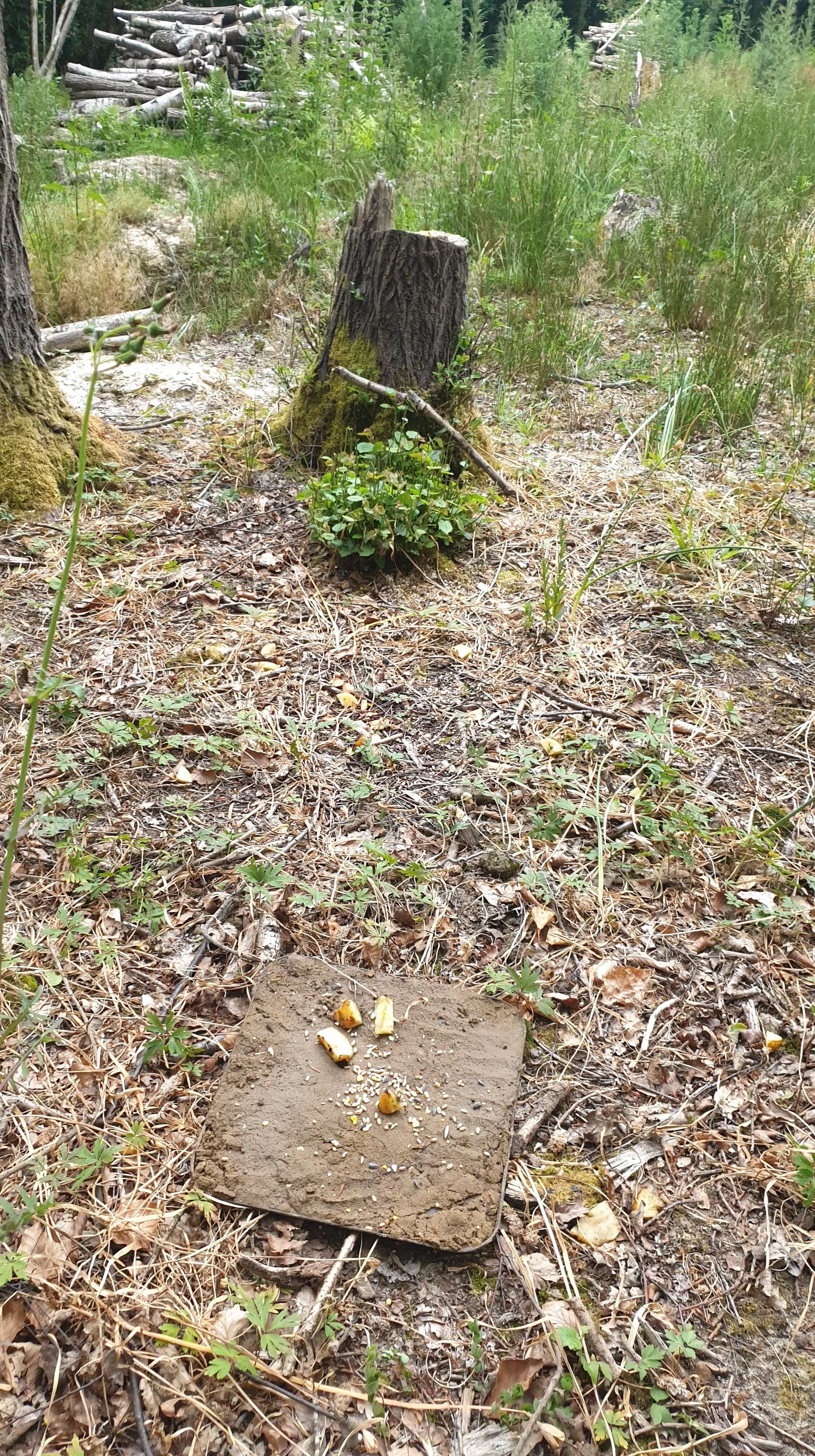 Footprint Traps — Nature Nurture Sussex
