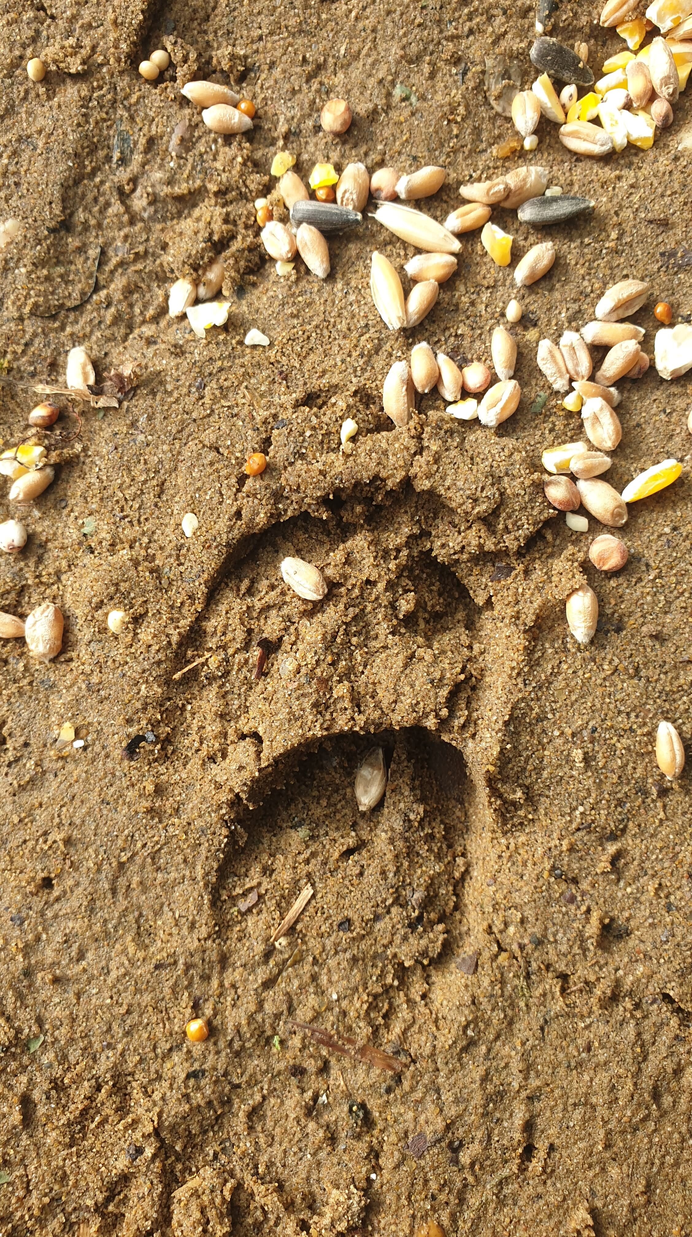 Footprint Traps — Nature Nurture Sussex
