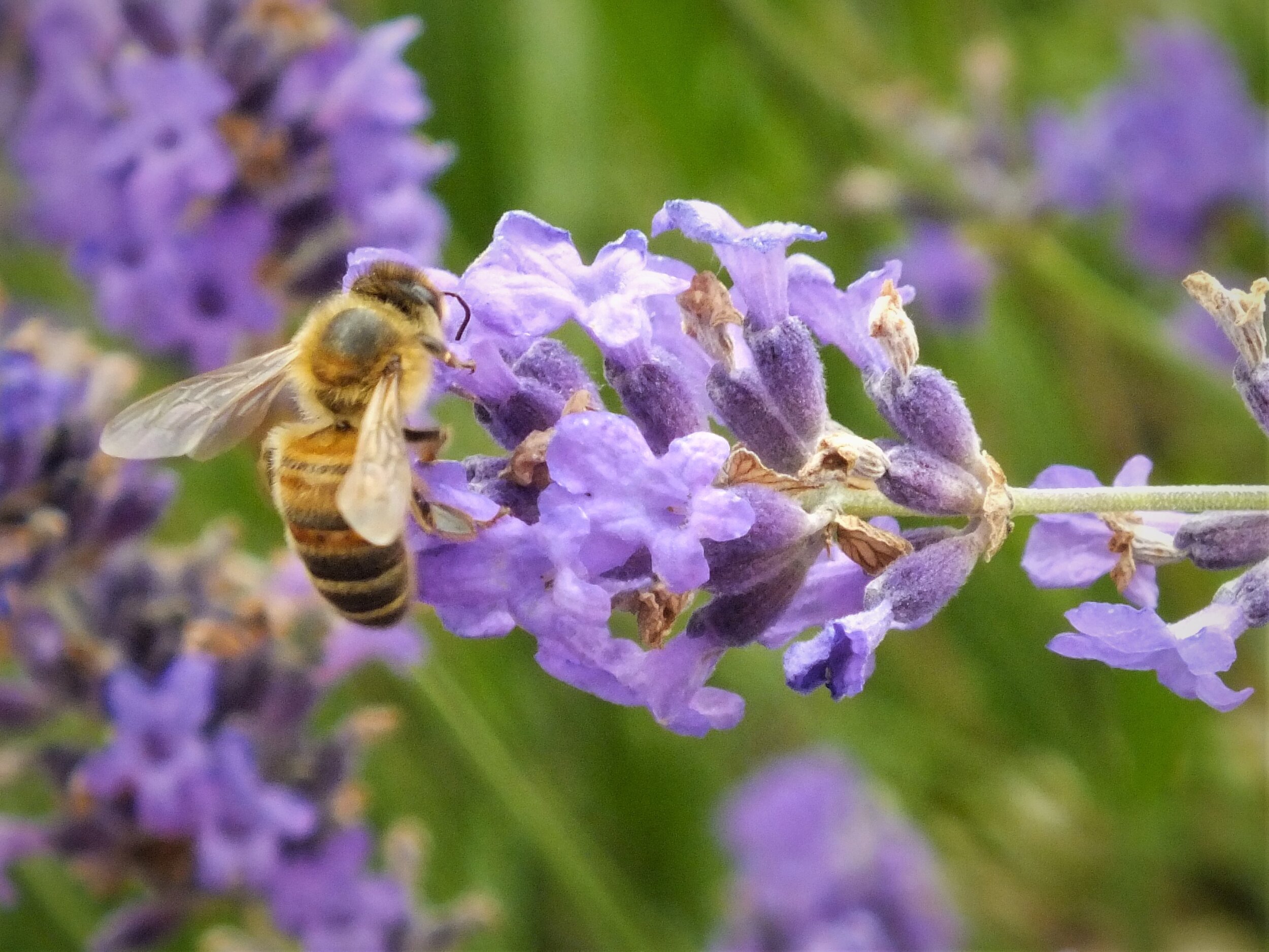 Celebrate the Bees — Nature Nurture Sussex