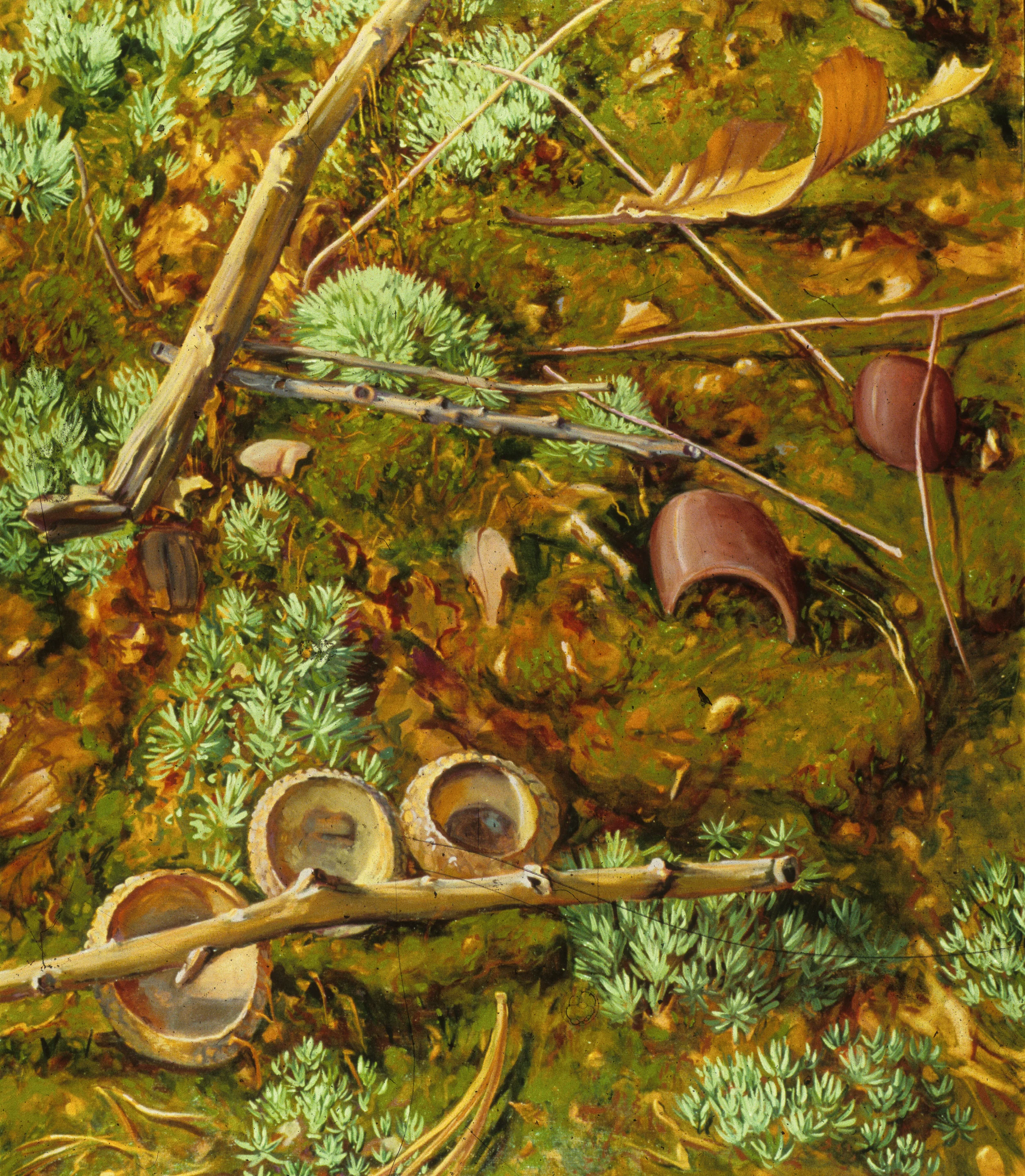 Moss and Acorns.jpg