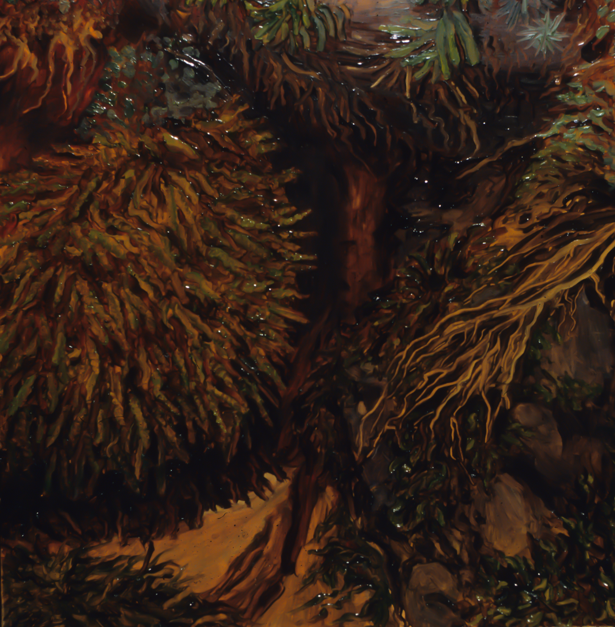 Wet Moss.jpg