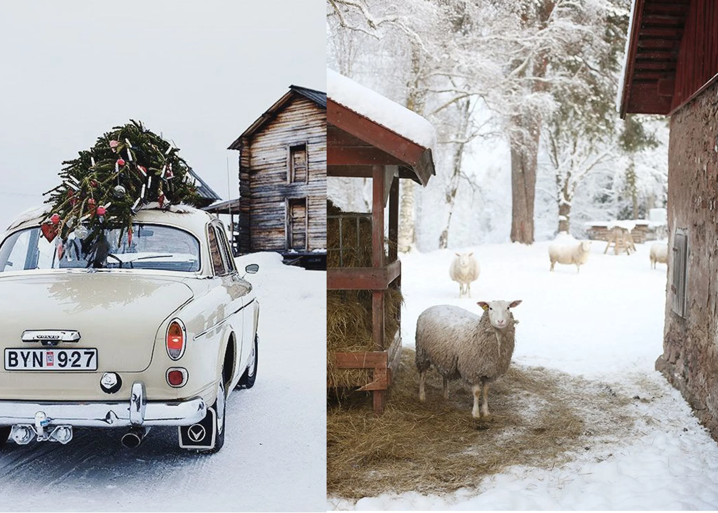 image car and tree via This is Glamorous - image with sheep via Pinterest