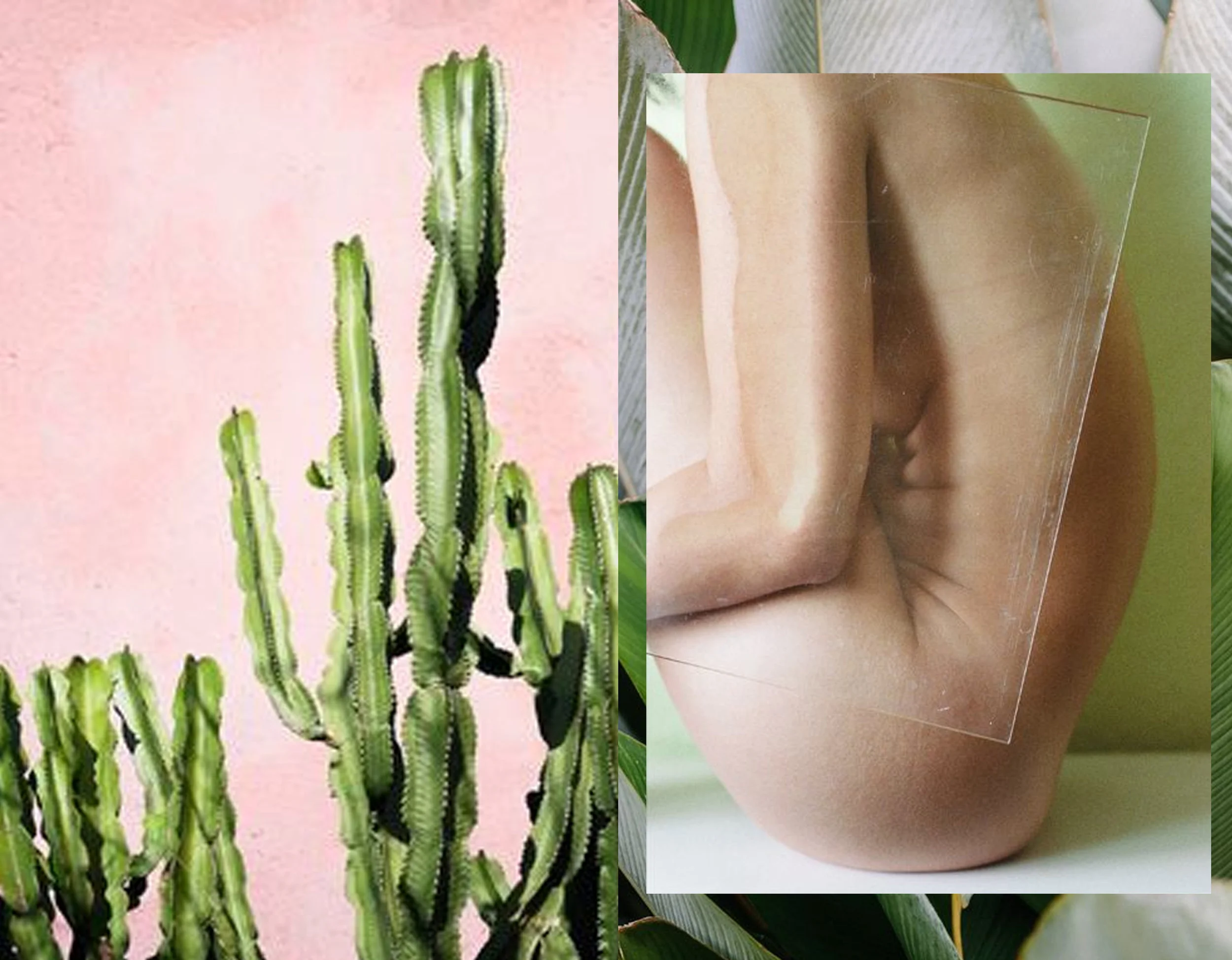 cactus David & David studio - photpgraphy Bernard Handick via Vingle