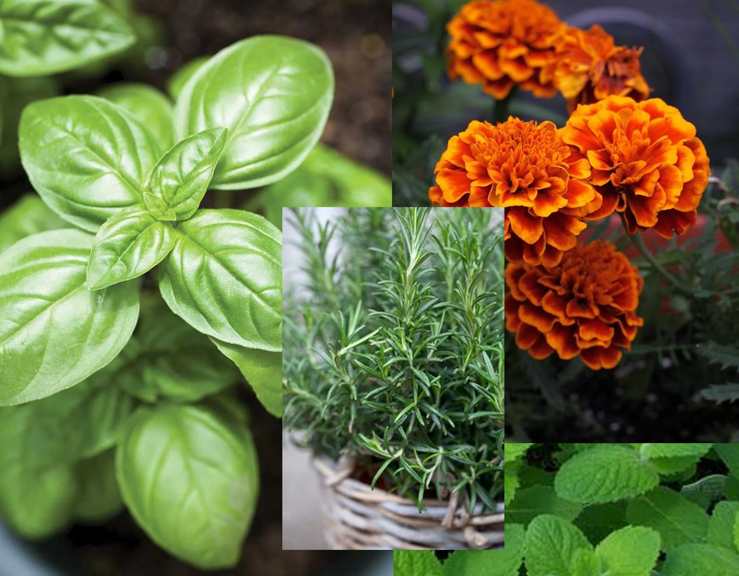 Basil - Lavender - Marigold - Peppermint