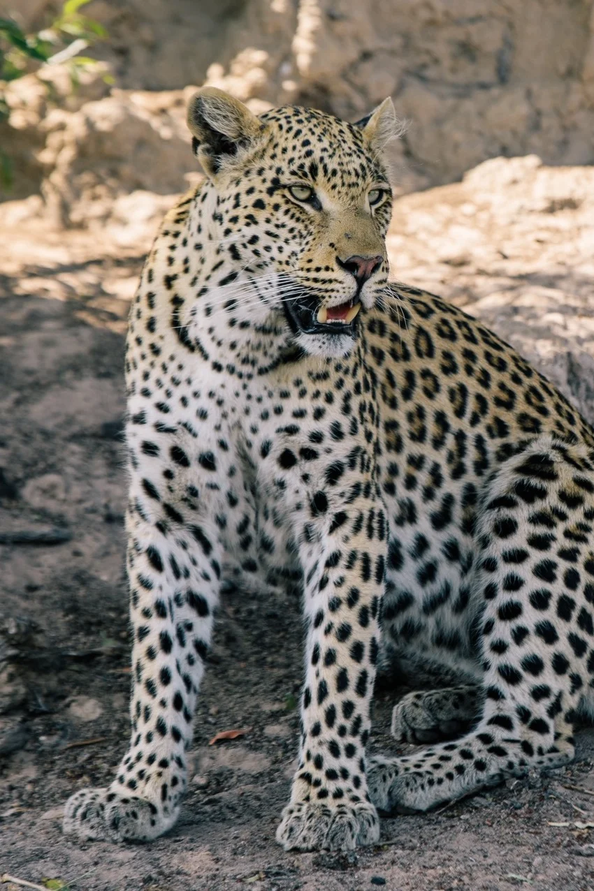 africansafari-13.jpg