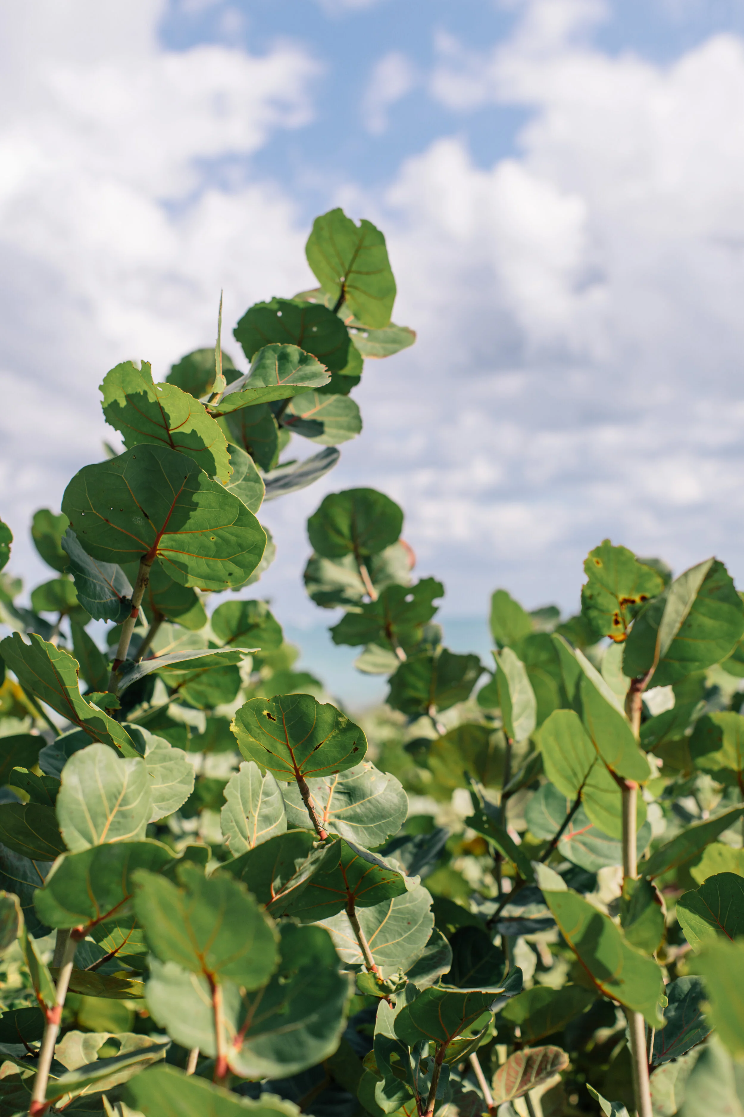 you better be-leaf it