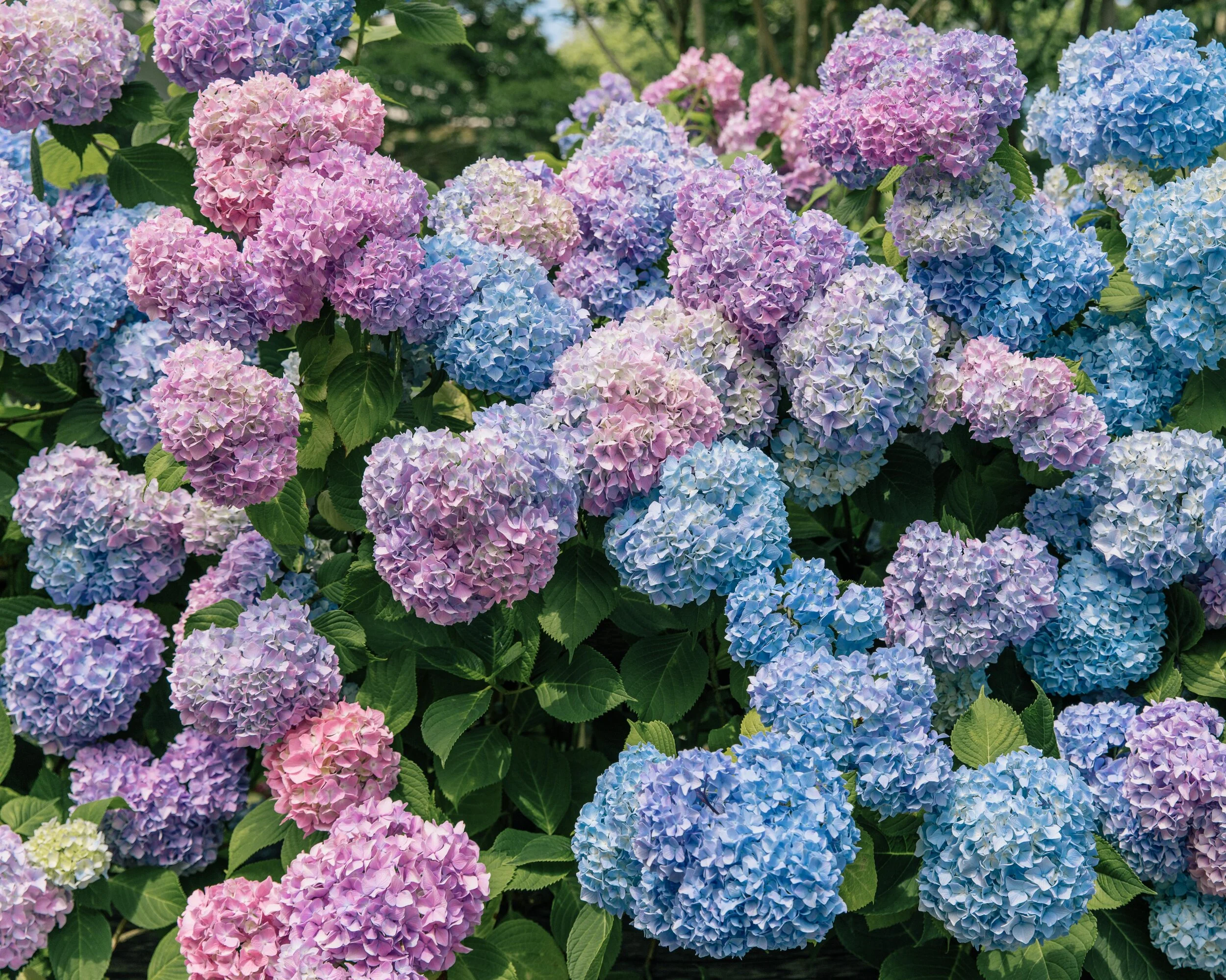 bloom and bright