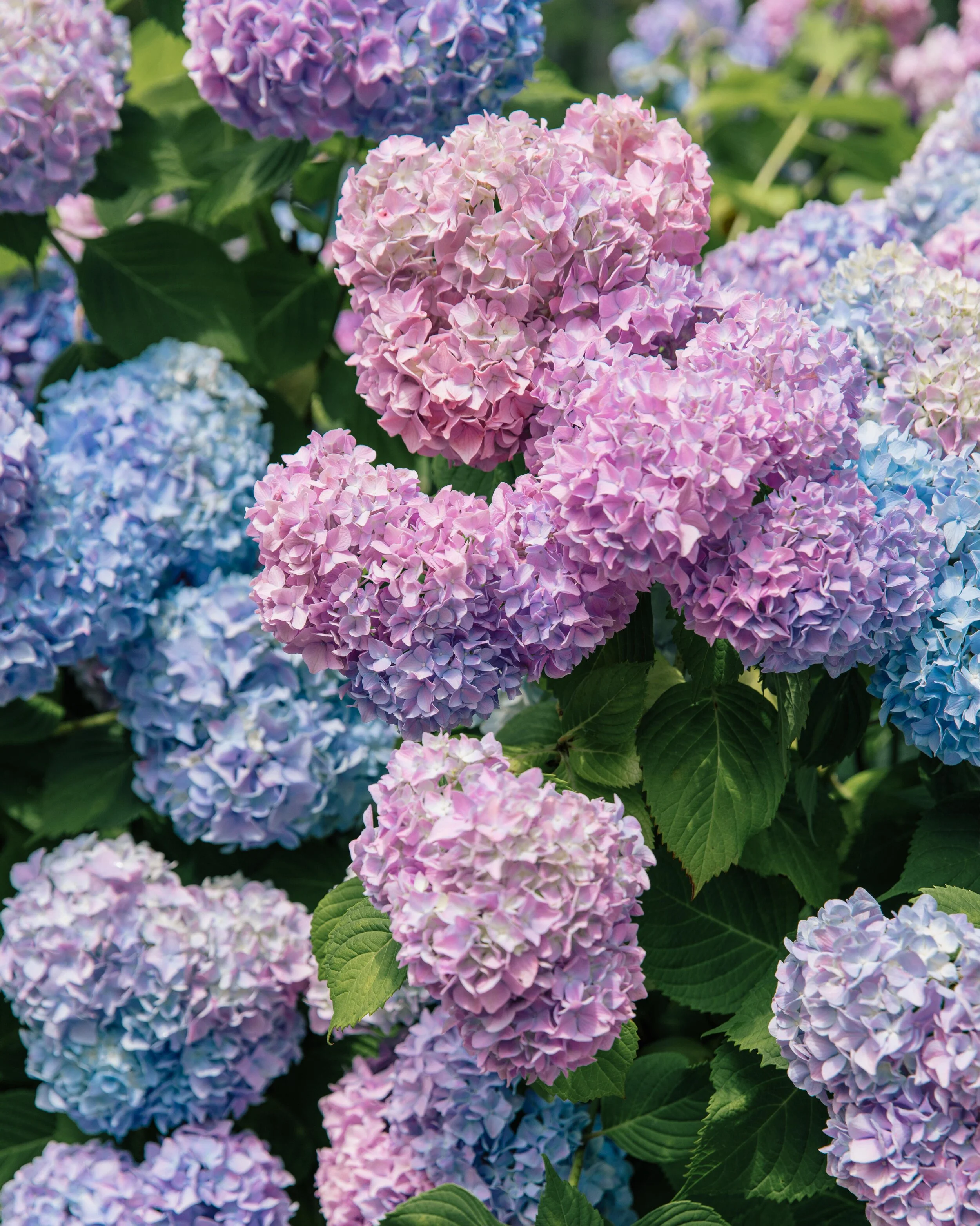 petite florals