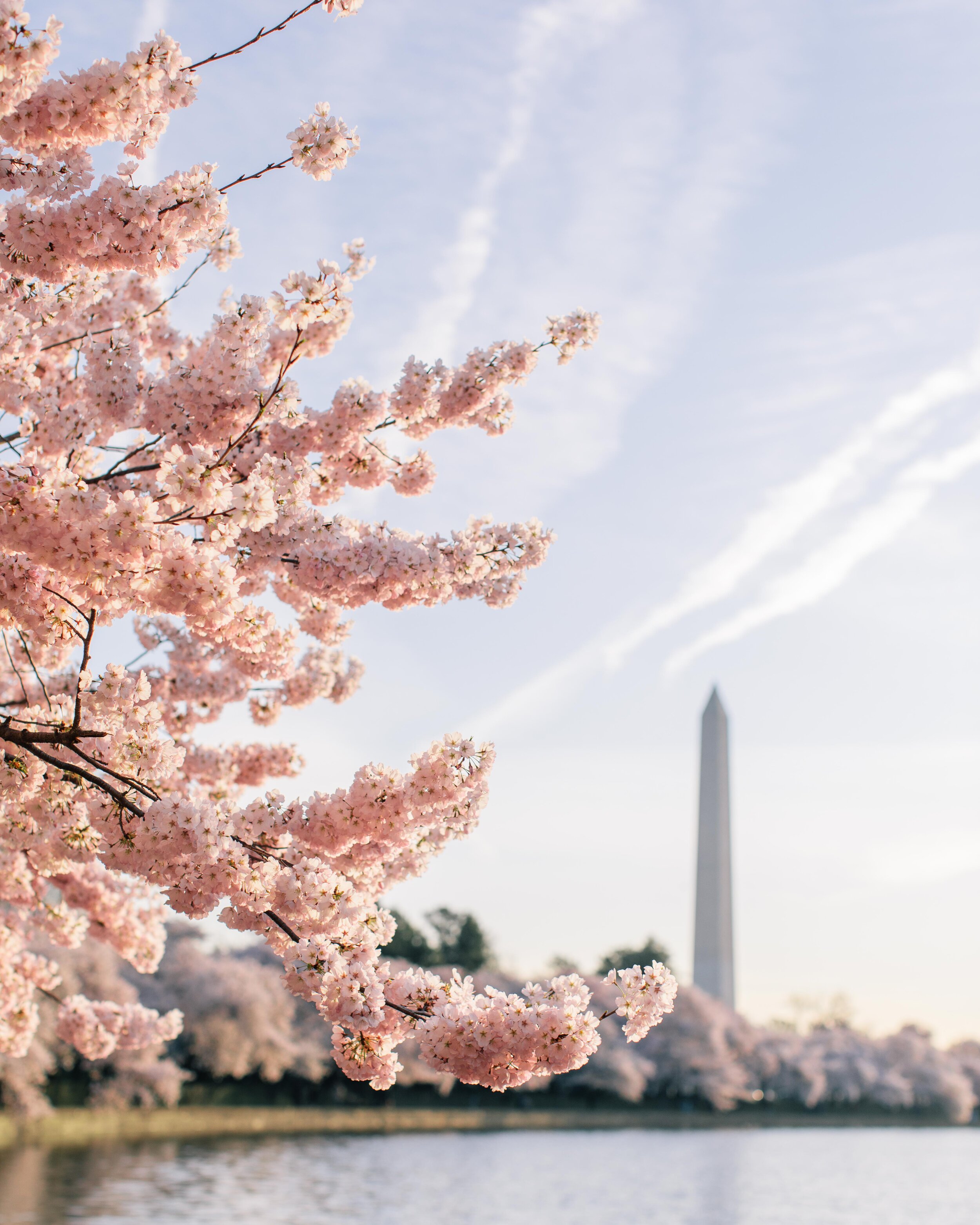 with a cherry blossom on top