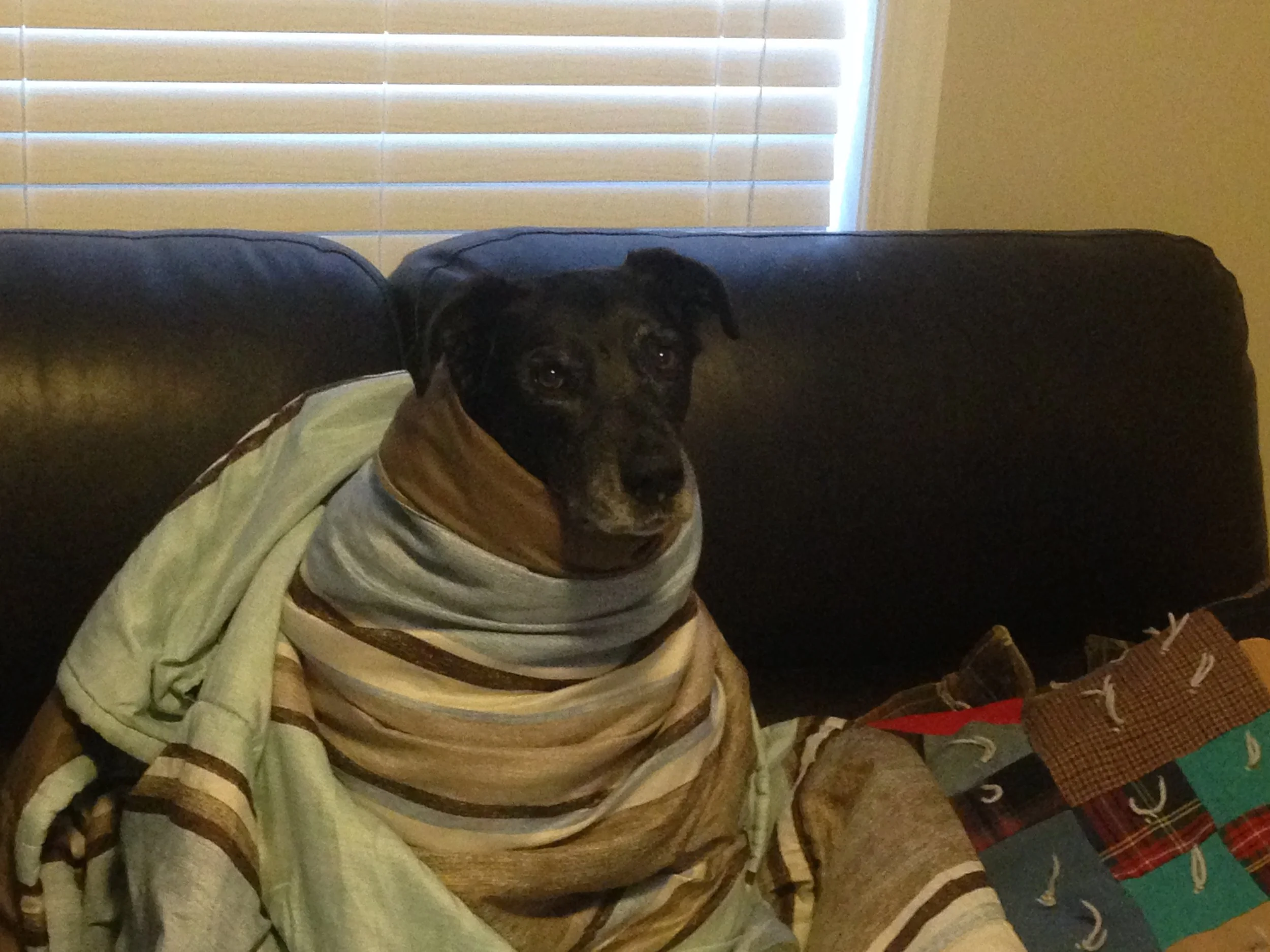 Babushka Dog