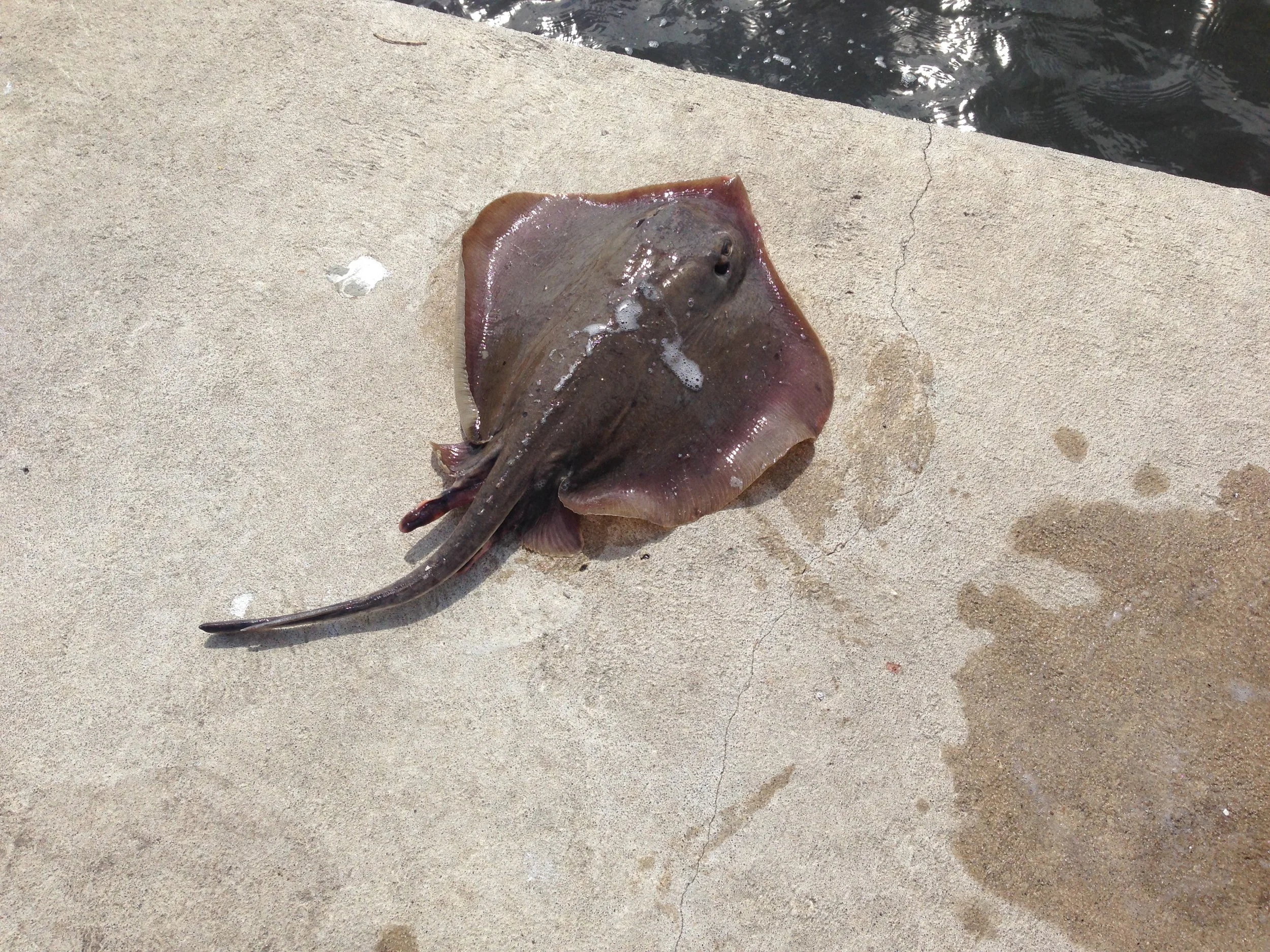 Stingray