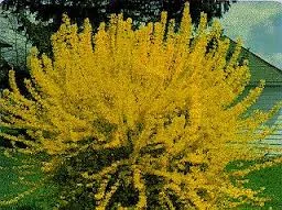 A GREAT LOOKING NATURALISTIC fORSYTHIA SITED PROPERLY 