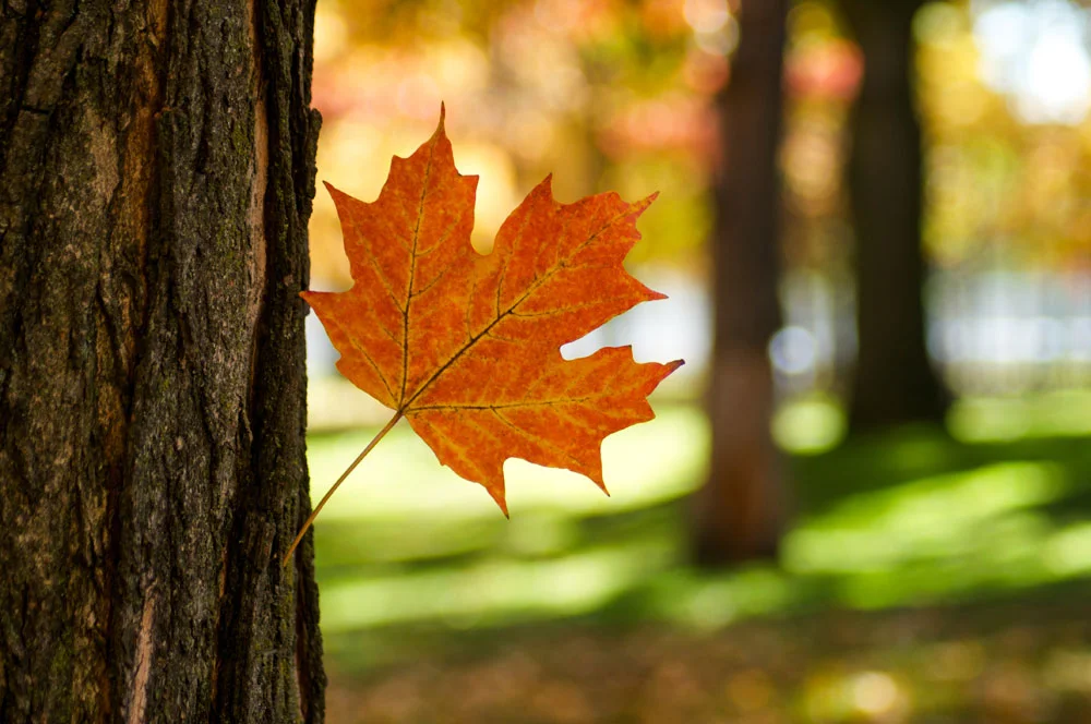 What to do this fall in Toronto's east end