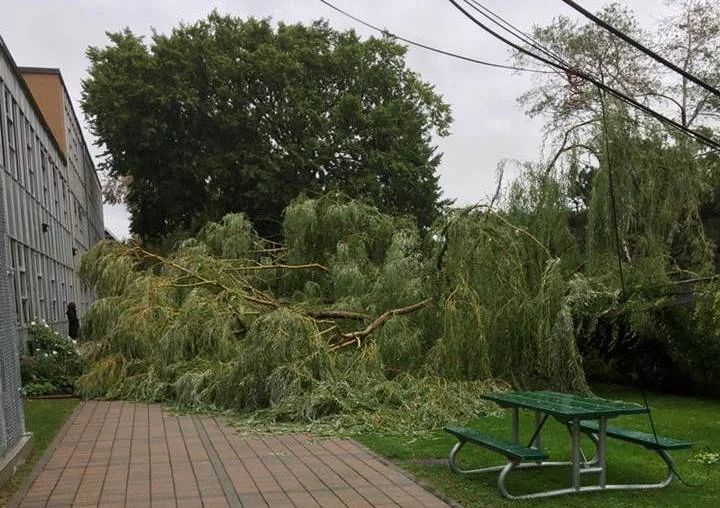 The Ashbridge Estate’s giant weeping willow has fallen