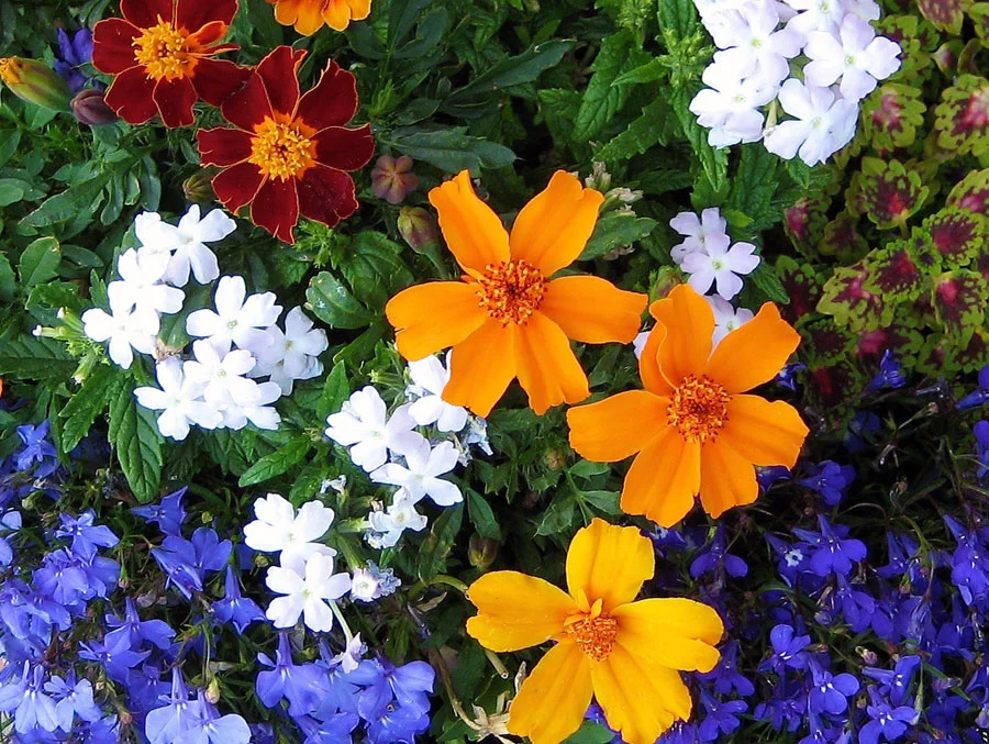 Gardening guide: Best garden stores in Toronto's east end