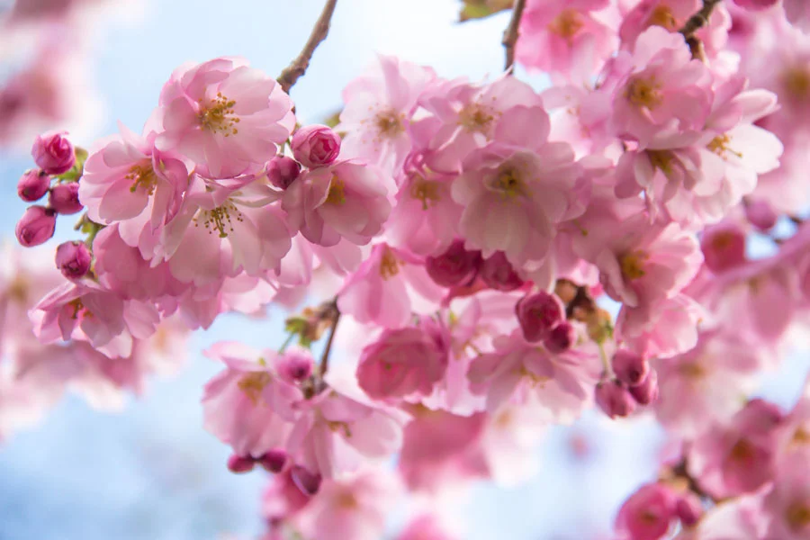 The Beaches is getting a cherry blossom tunnel
