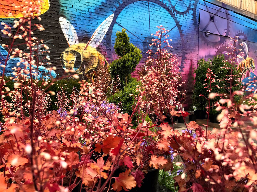Queen Garden Centre turns pavement into paradise in Riverside
