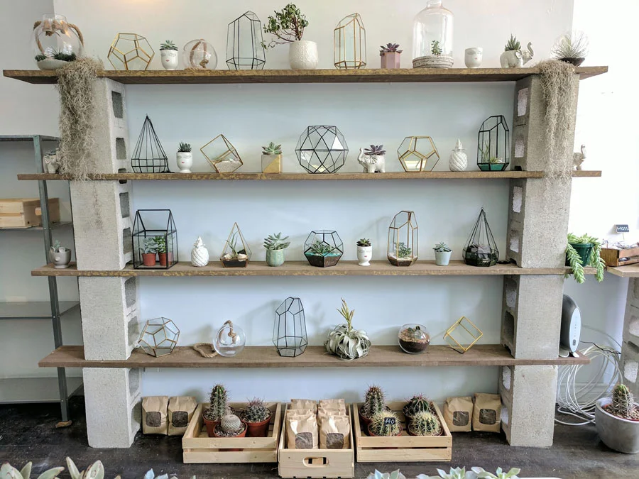 Succuterra is now Plant Collective and has moved to Queen and Carlaw
