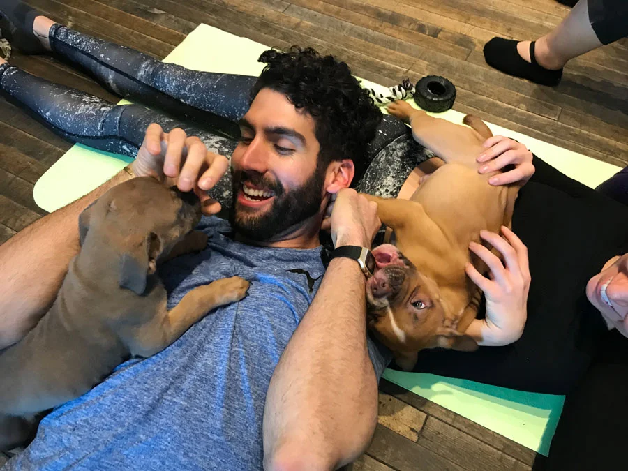 Puppy yoga is a thing and you can now do it in Toronto's east end