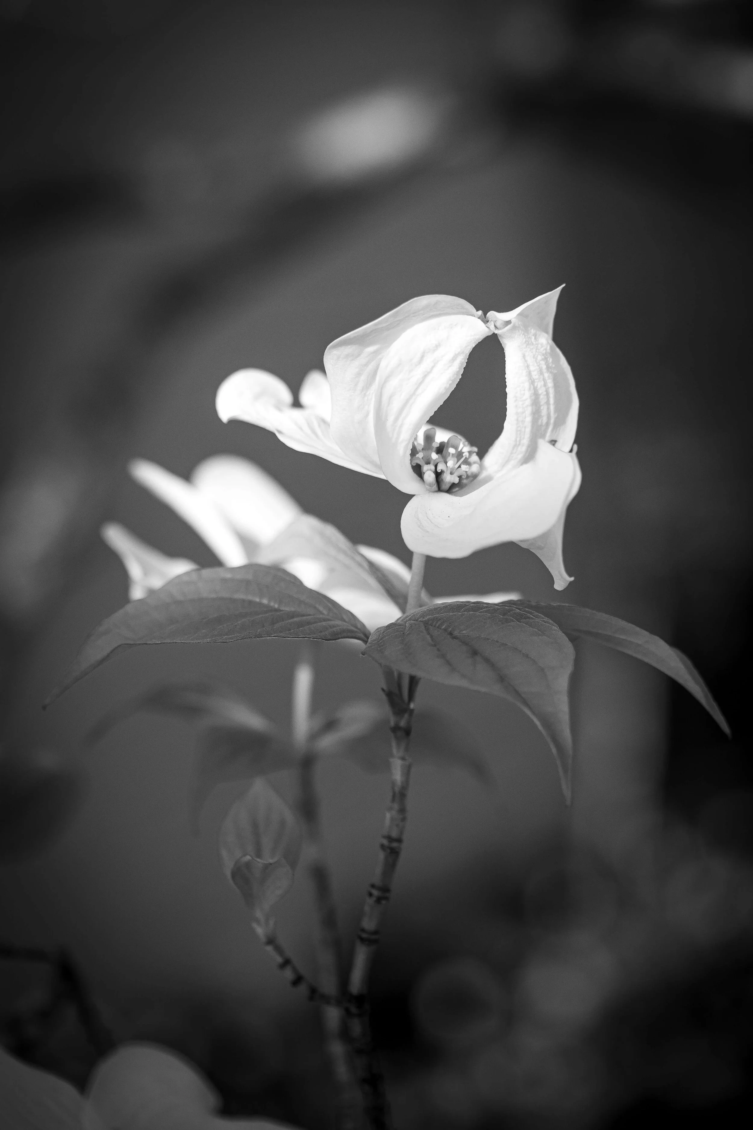 5X4A0088.jpg
