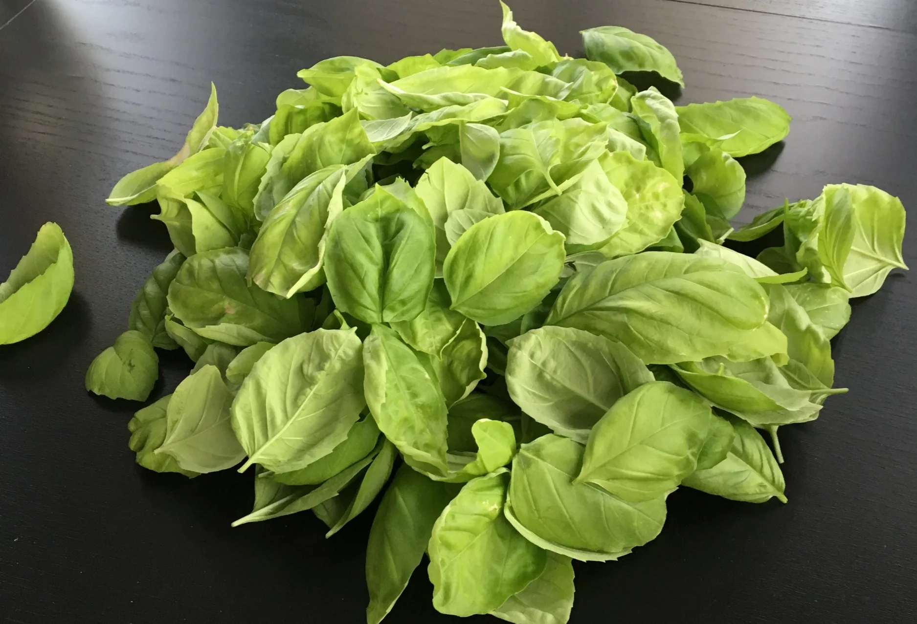 An Abundance of Fresh Basil??? PESTO TIME! 