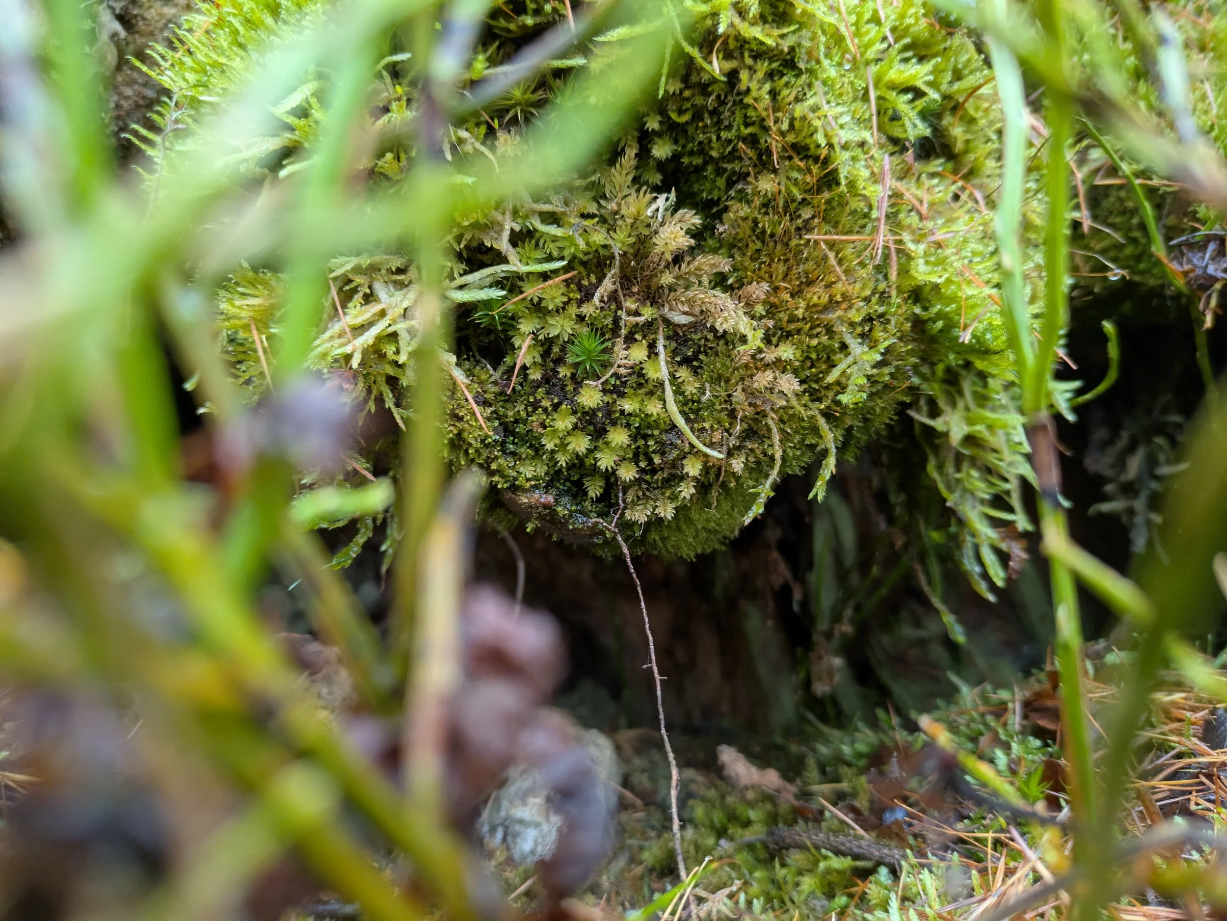 sub/Wald