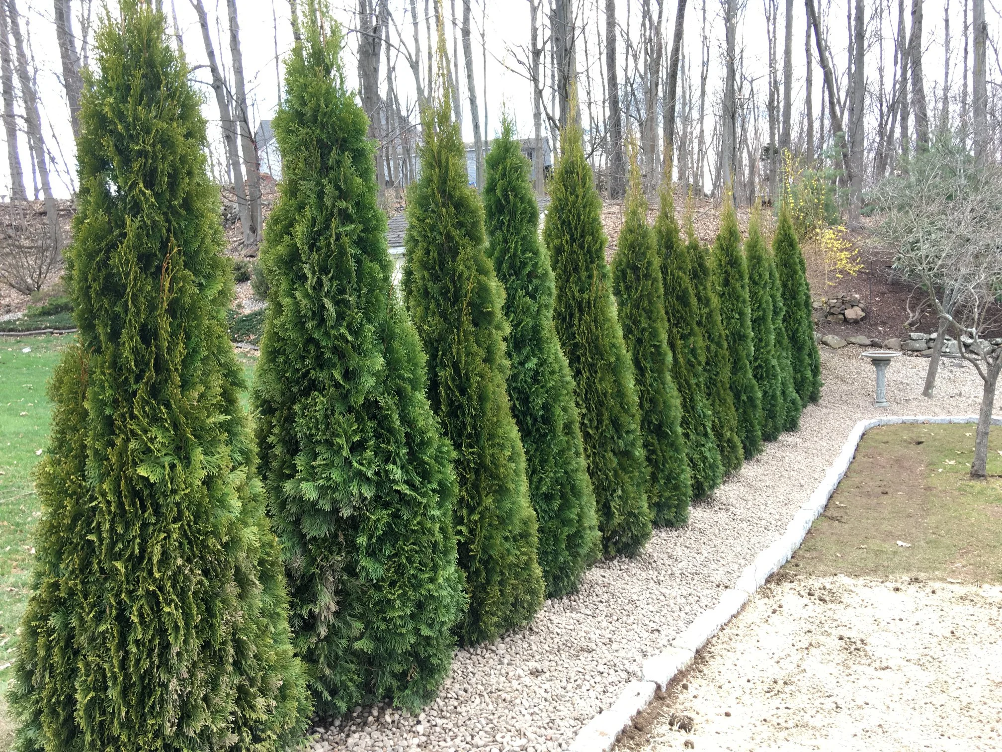 Landscape Planting.jpg