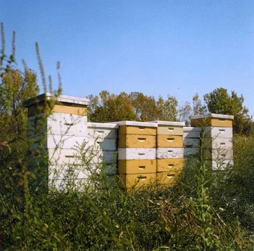 Juan William Chávez Pruitt-Igoe Bee Sanctuary , 2011 C-print 24 x 24 inches Courtesy the artist, St. Louis
