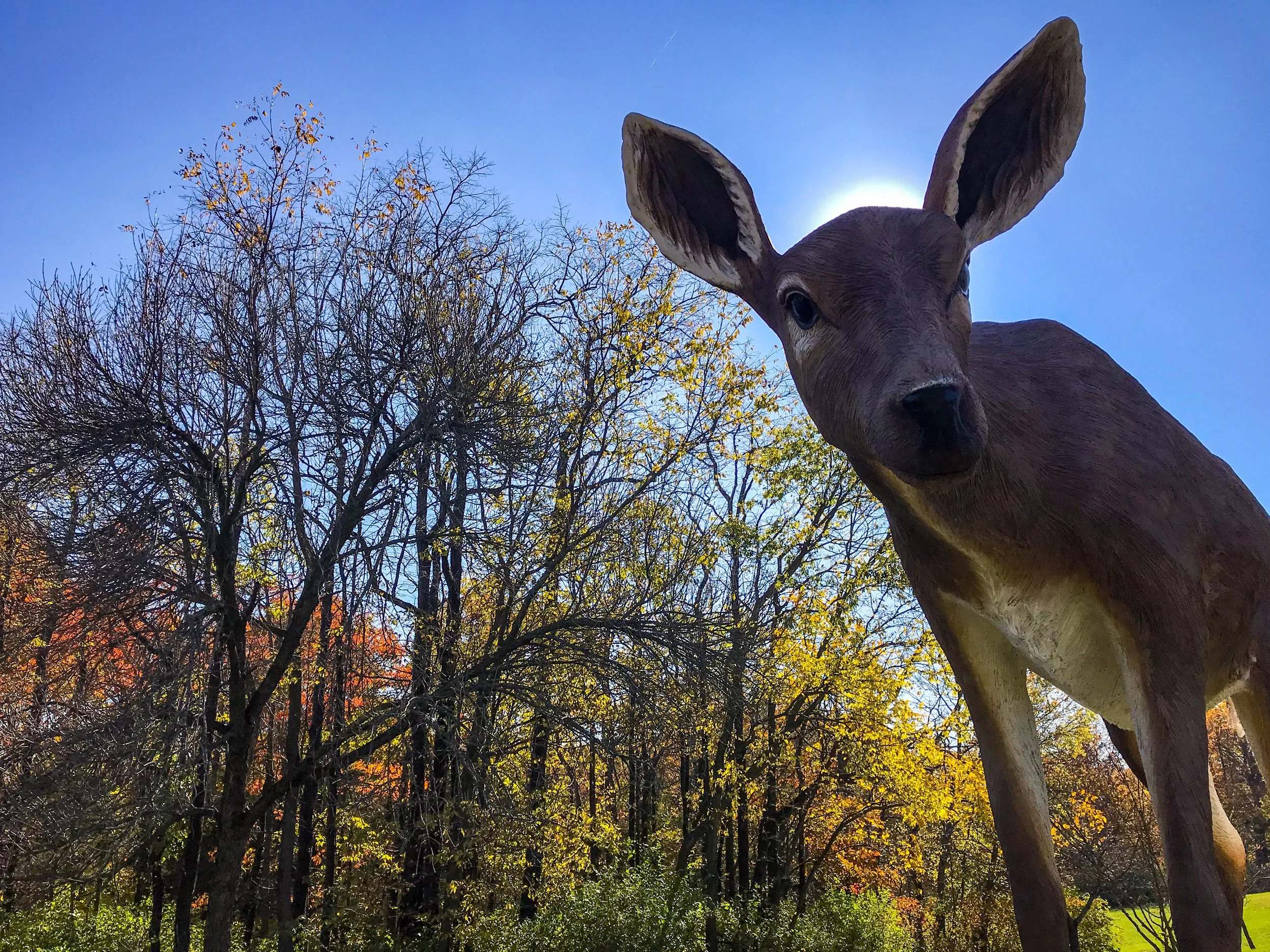 Deer_IMG8748_JVishwanat.jpg