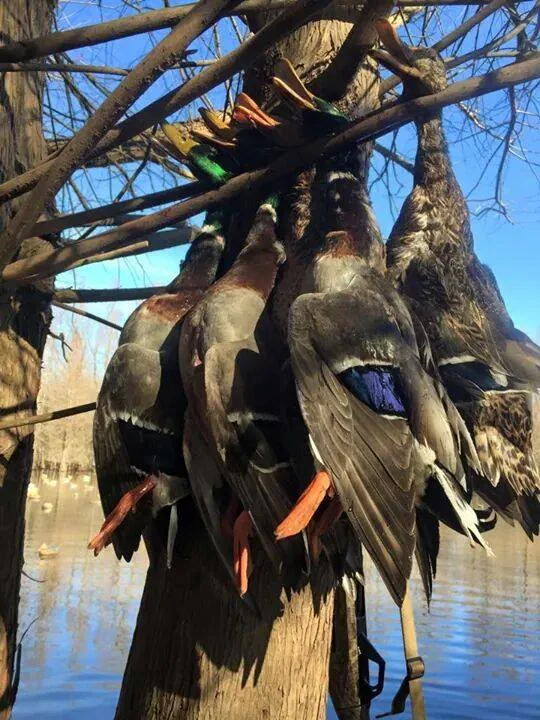 Limit of mallard ducks in Stuttgart, Arkansas
